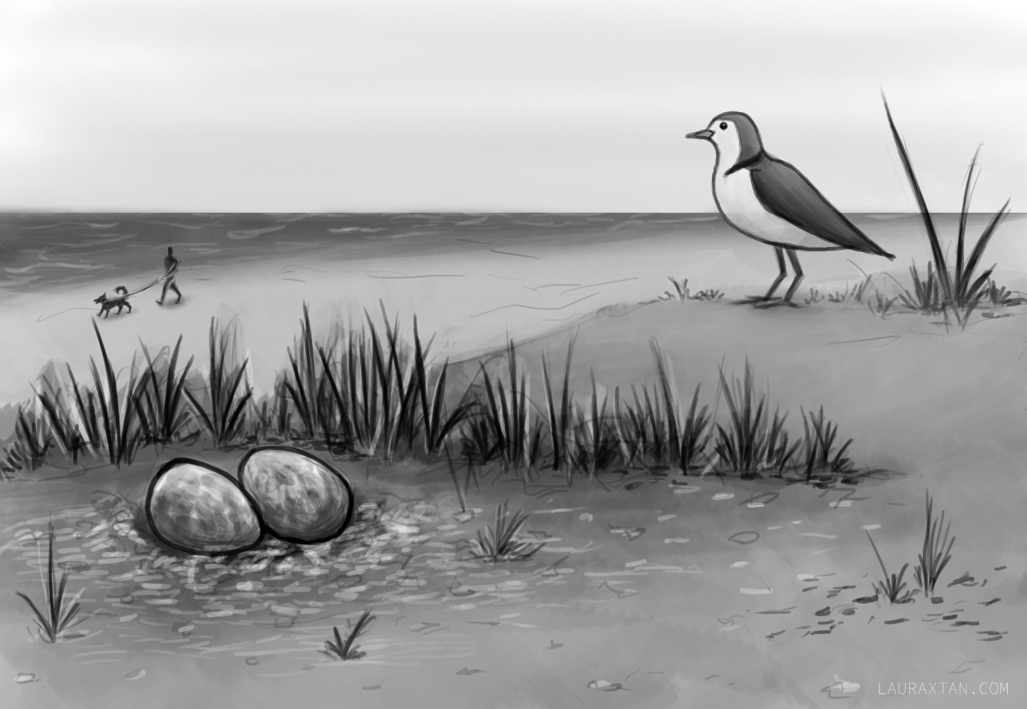 Commission: Red-capped Plover alert at nest
