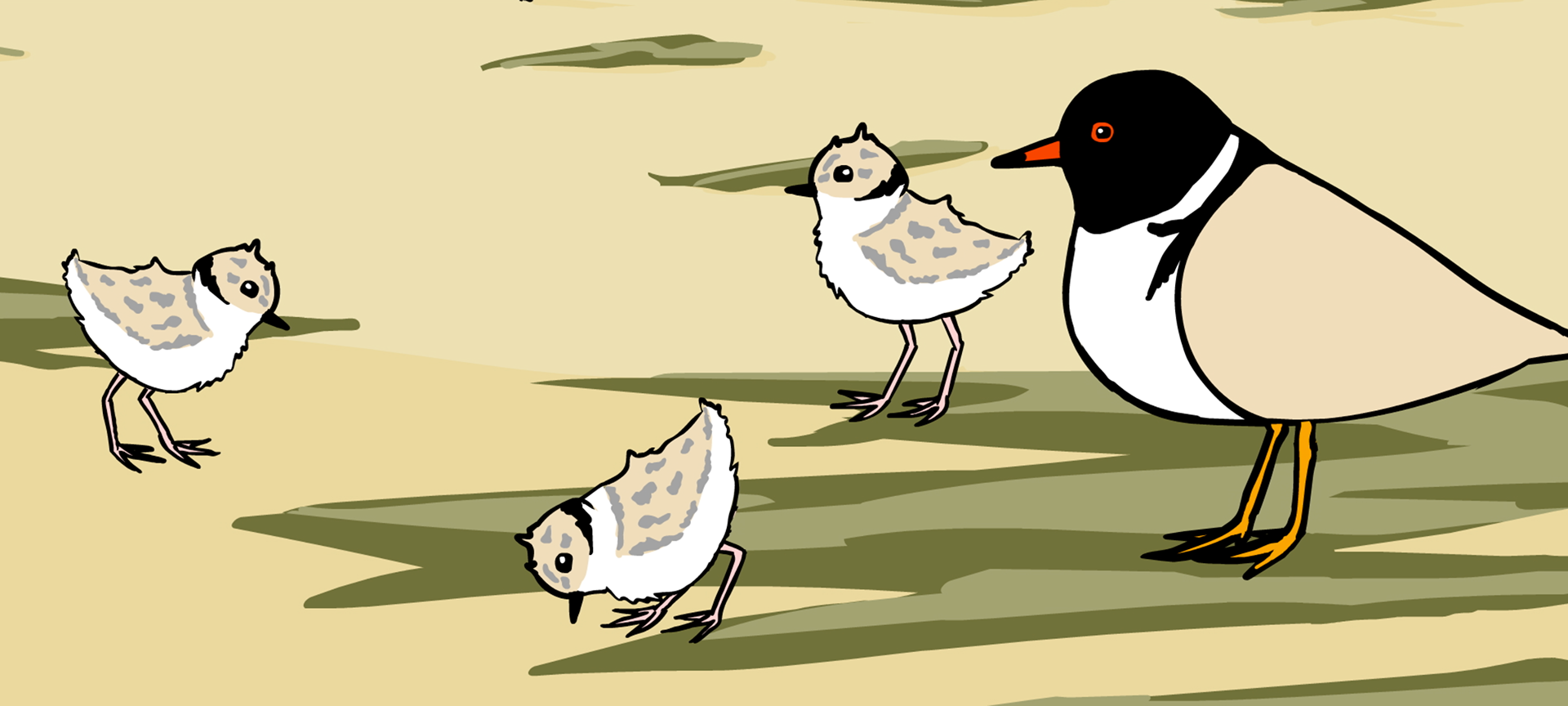 Animation still: Hooded Plover overlooking young chicks