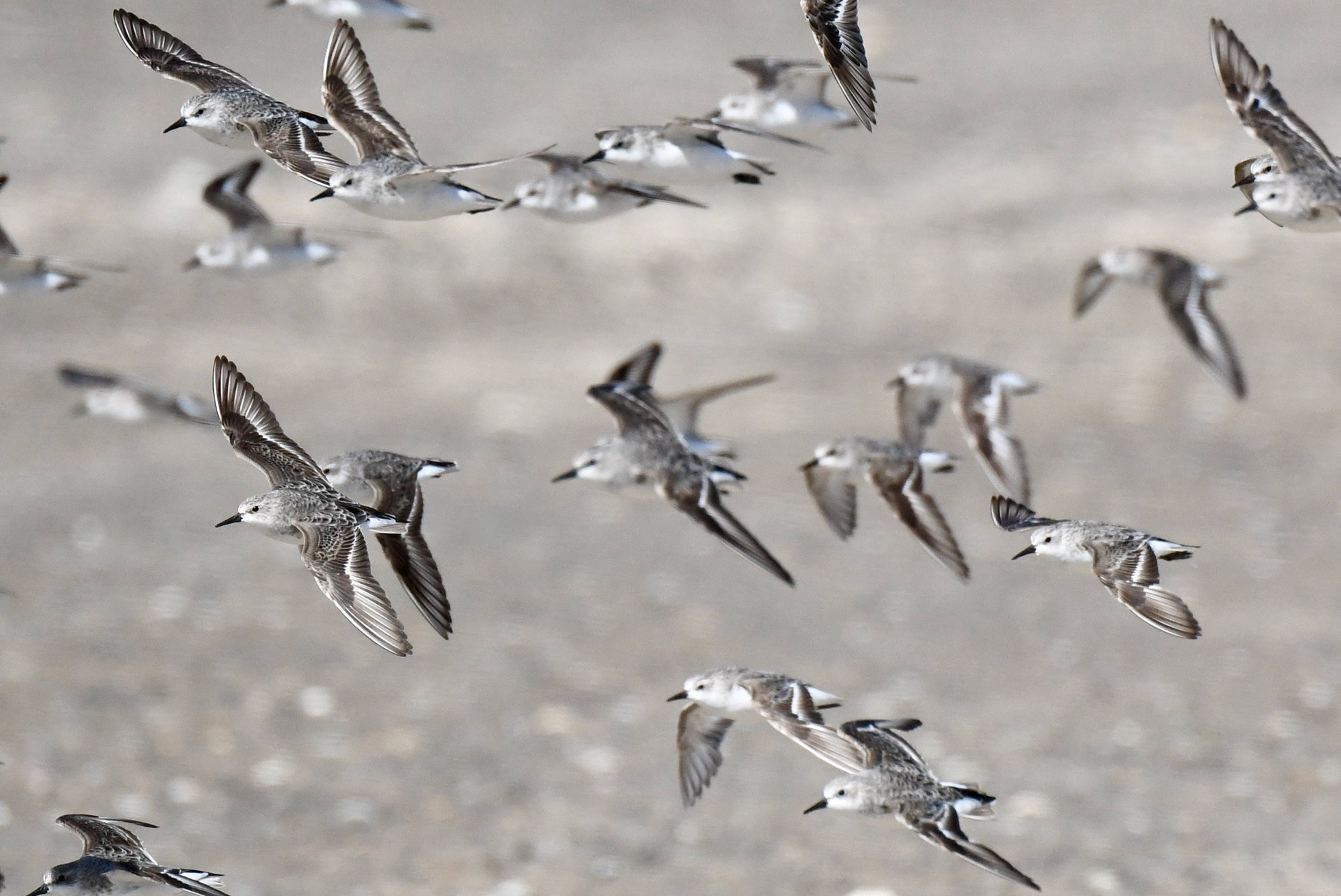Red-necked Stints in flight