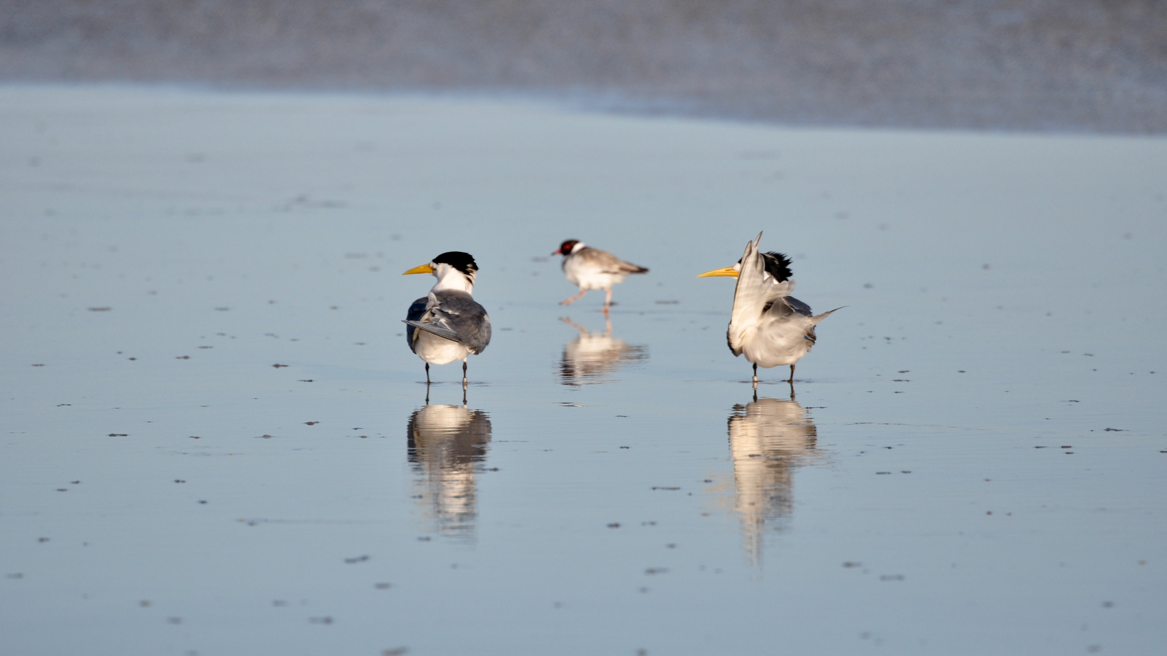 Crested Terns and Hooded Plover, VIC