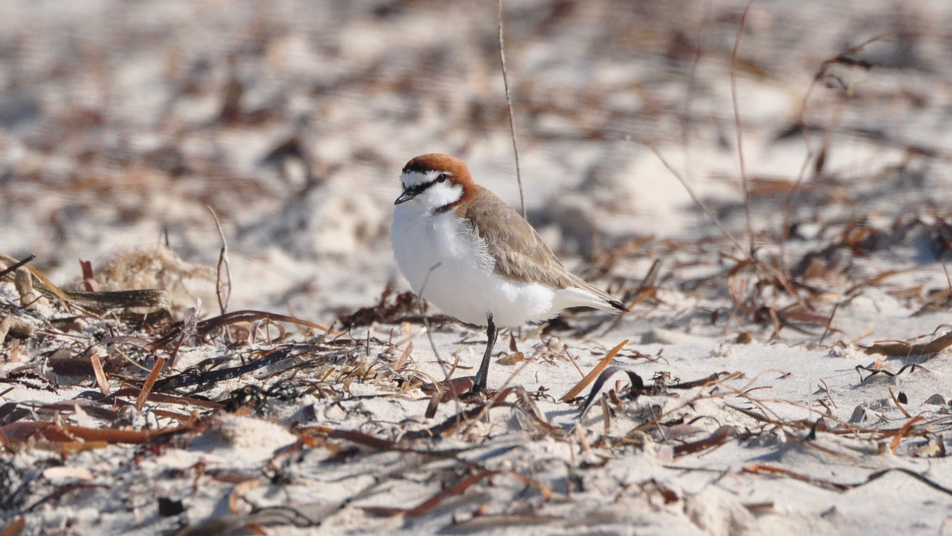 Red-capped Plover male, SA