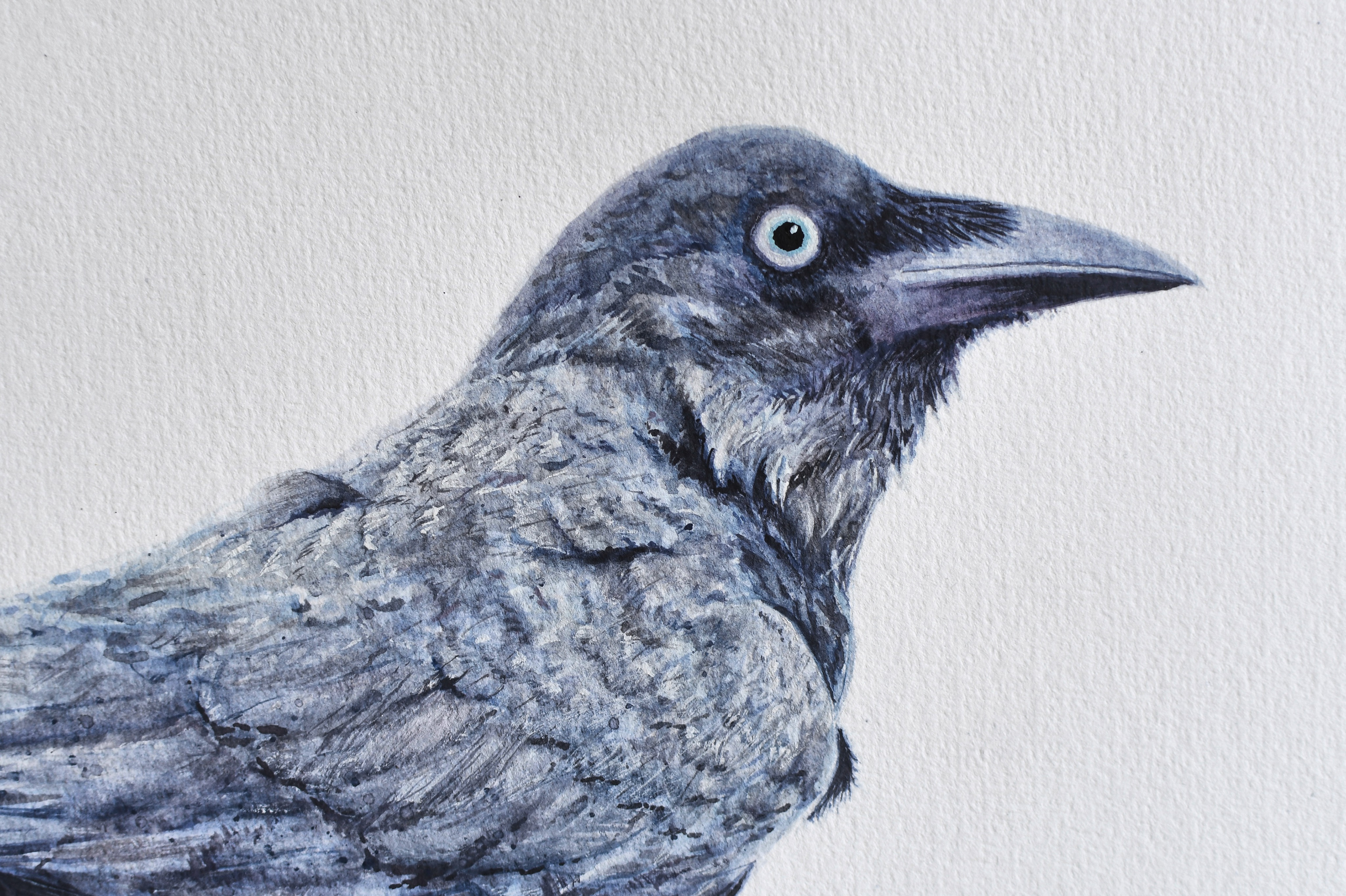Little Raven - detail