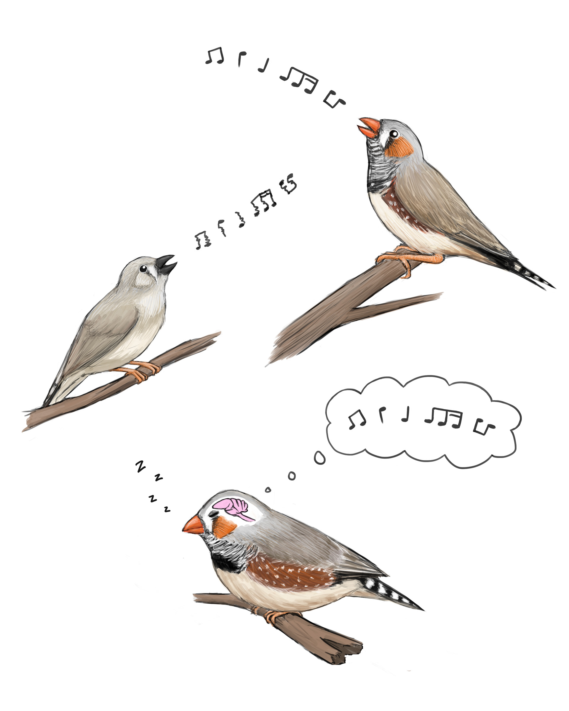 Commission: Zebra finches and song. See https://doi.org/10.3390/clockssleep3010008