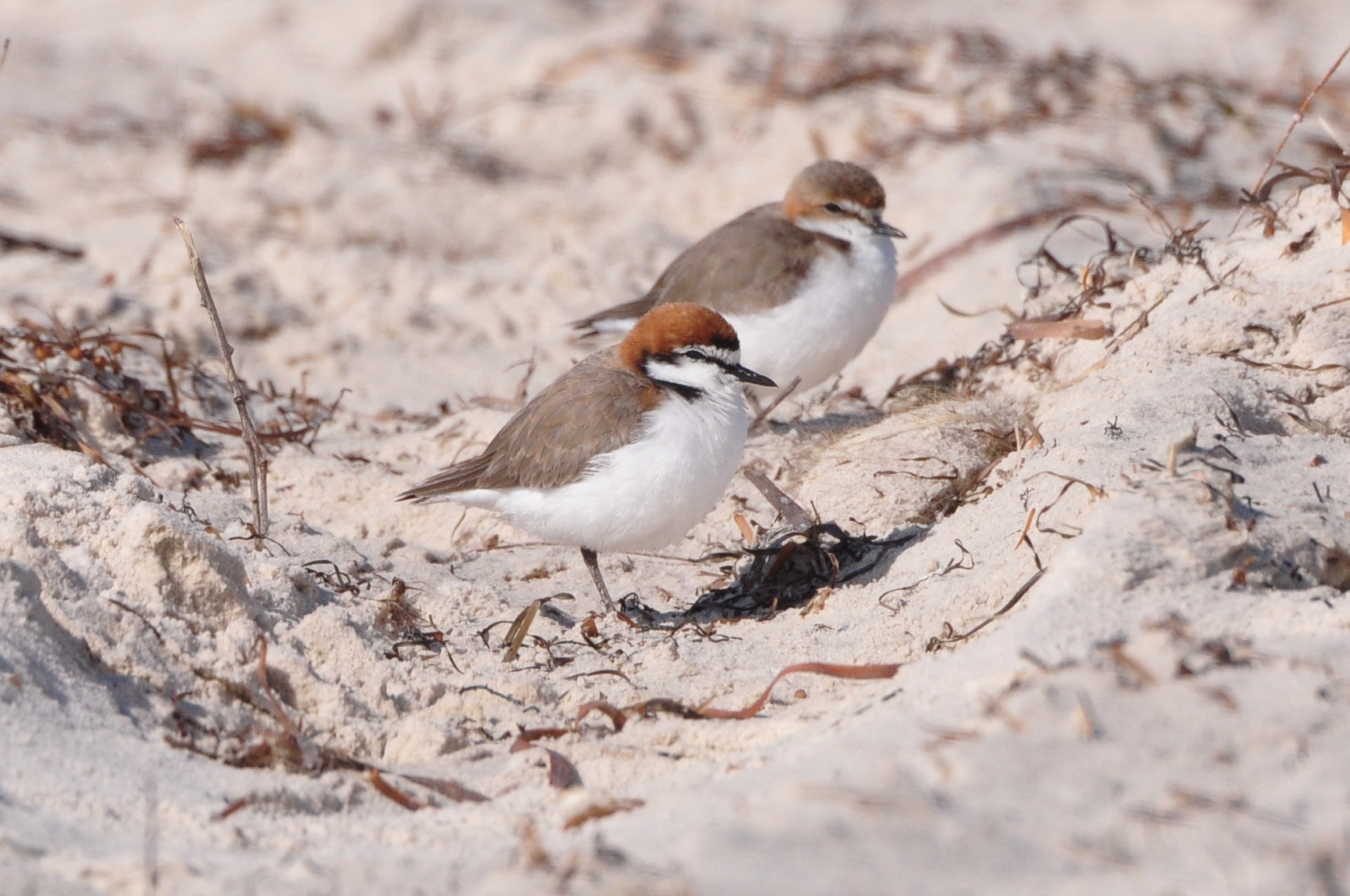 Red-capped Plover male and female, SA