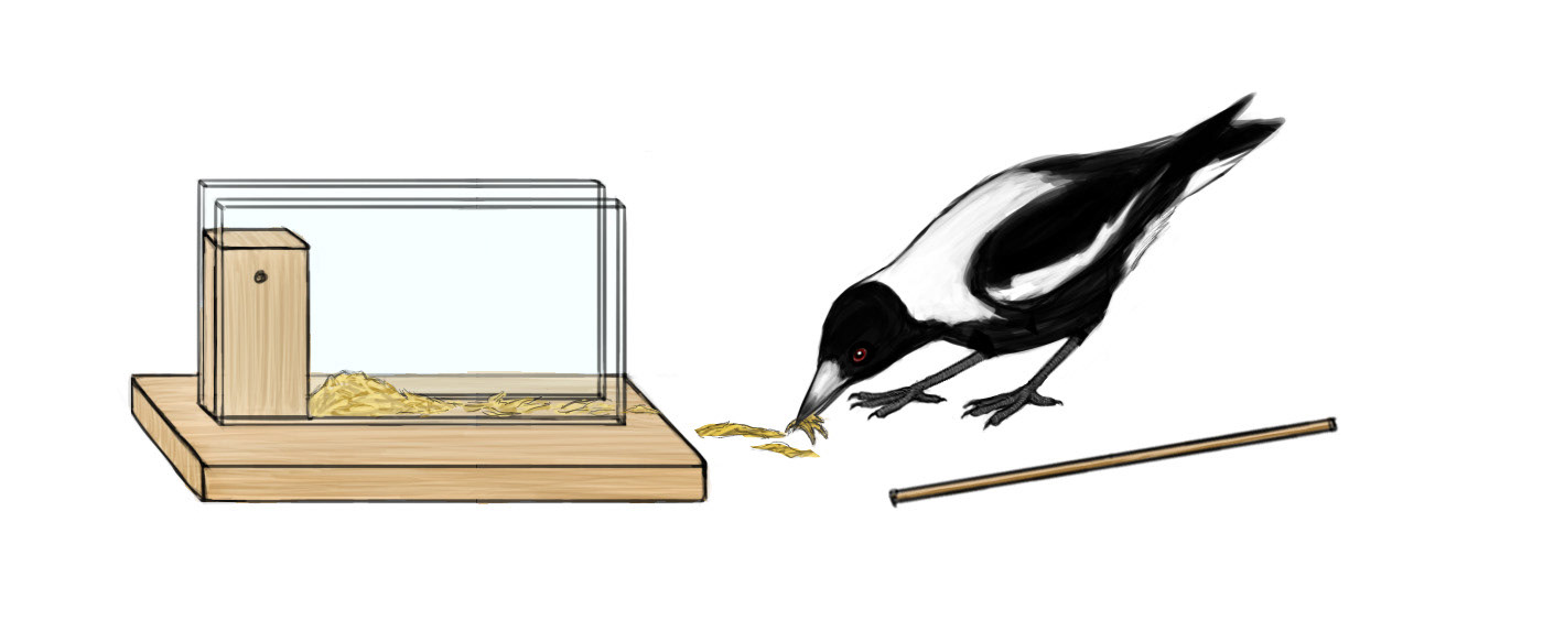 Commission: Australian magpie using tool to obtain food reward. See https://brill.com/view/journals/beh/159/15/article-p1483_5.xml