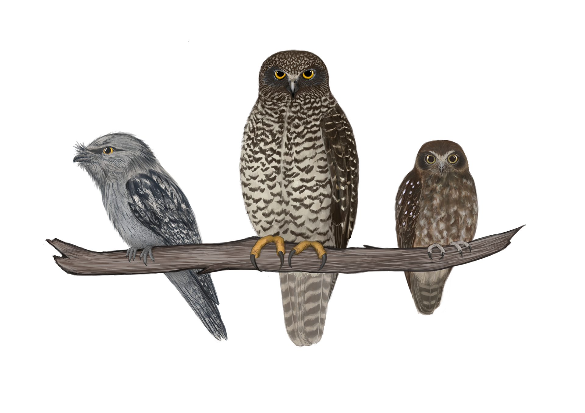 Commission: Tawny Frogmouth, Powerful Owl, and Australian Boobook size comparison. See https://birdlife.org.au/projects/powerful-owl-project