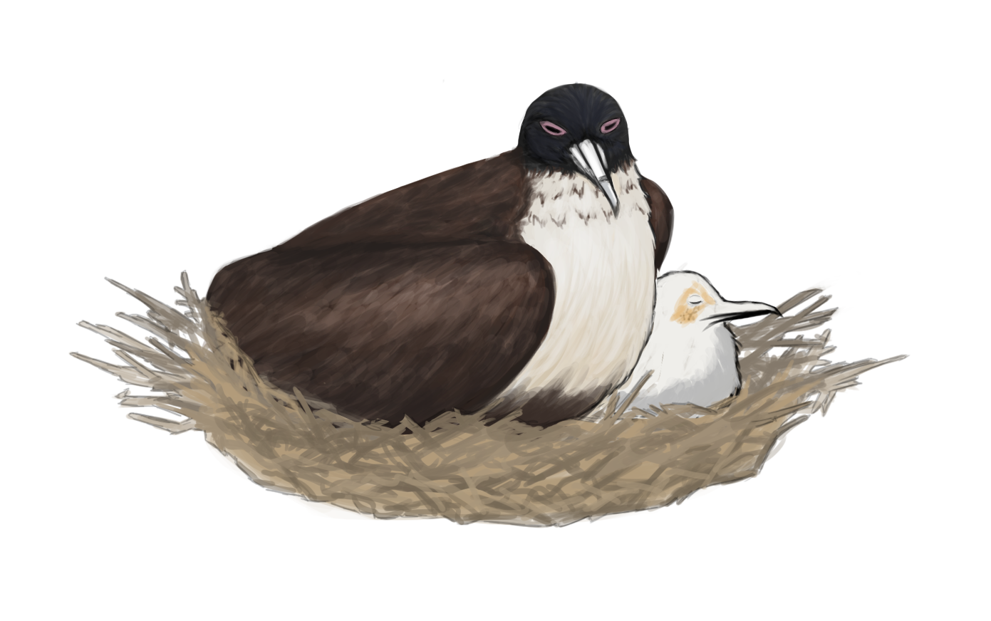 Commission: Great Frigatebird adult and chick sleeping. See https://leskulabdotorg.files.wordpress.com/2022/07/lesku-and-schmidt-2022.pdf