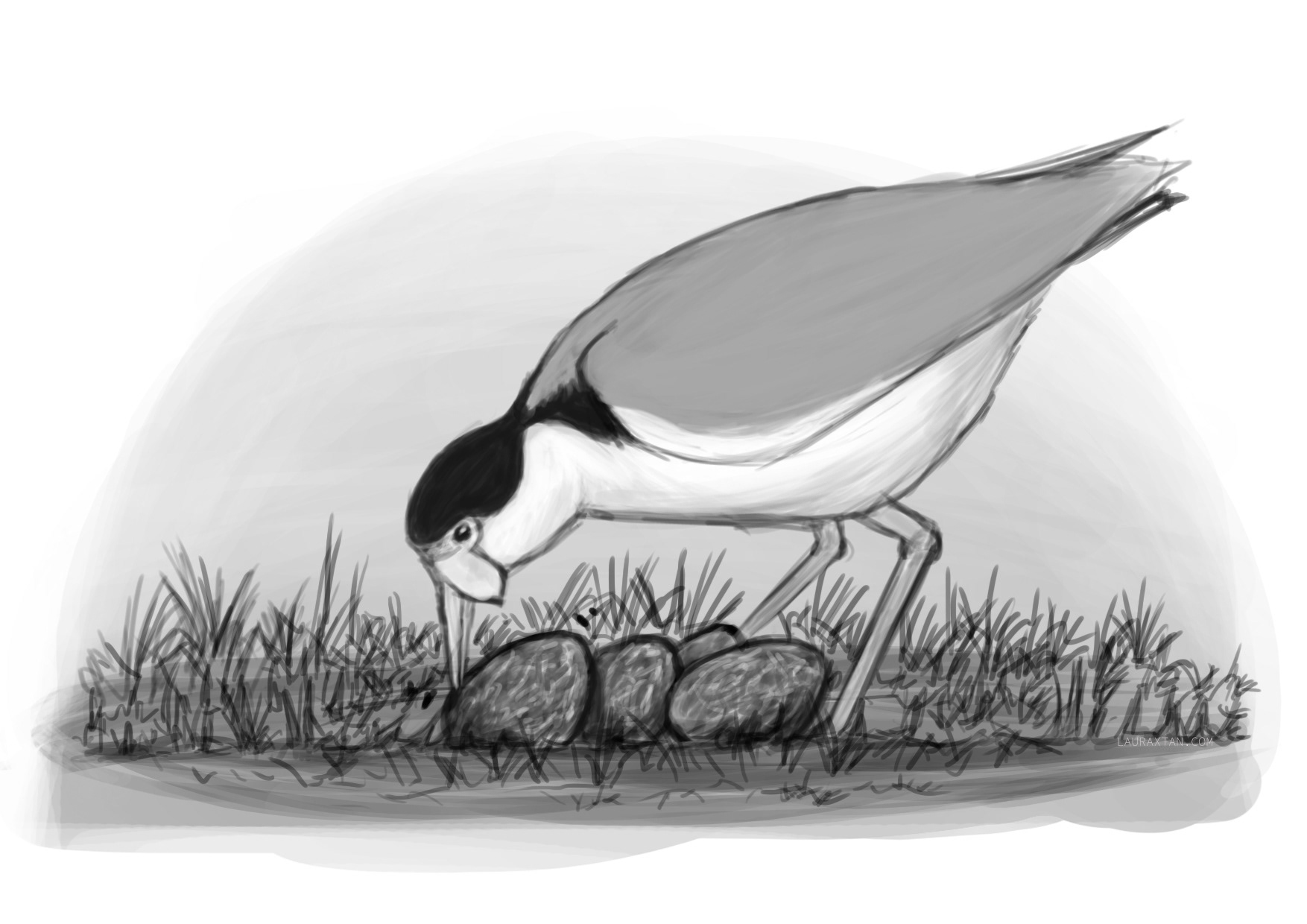 Commission: Masked Lapwing turning eggs