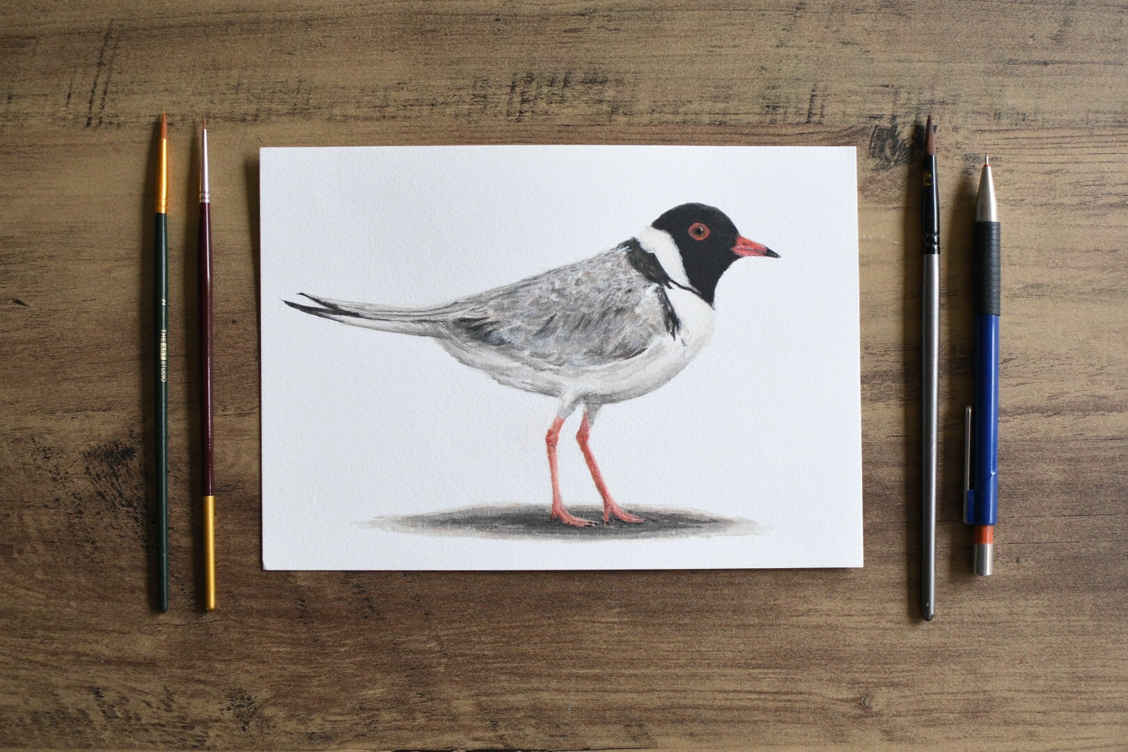 Hooded Plover - watercolour on A5
