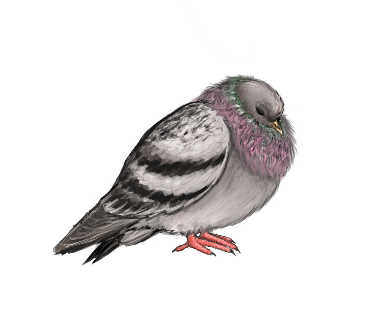 Commission: sleeping pigeon. See https://doi.org/10.3390/ clockssleep3010008