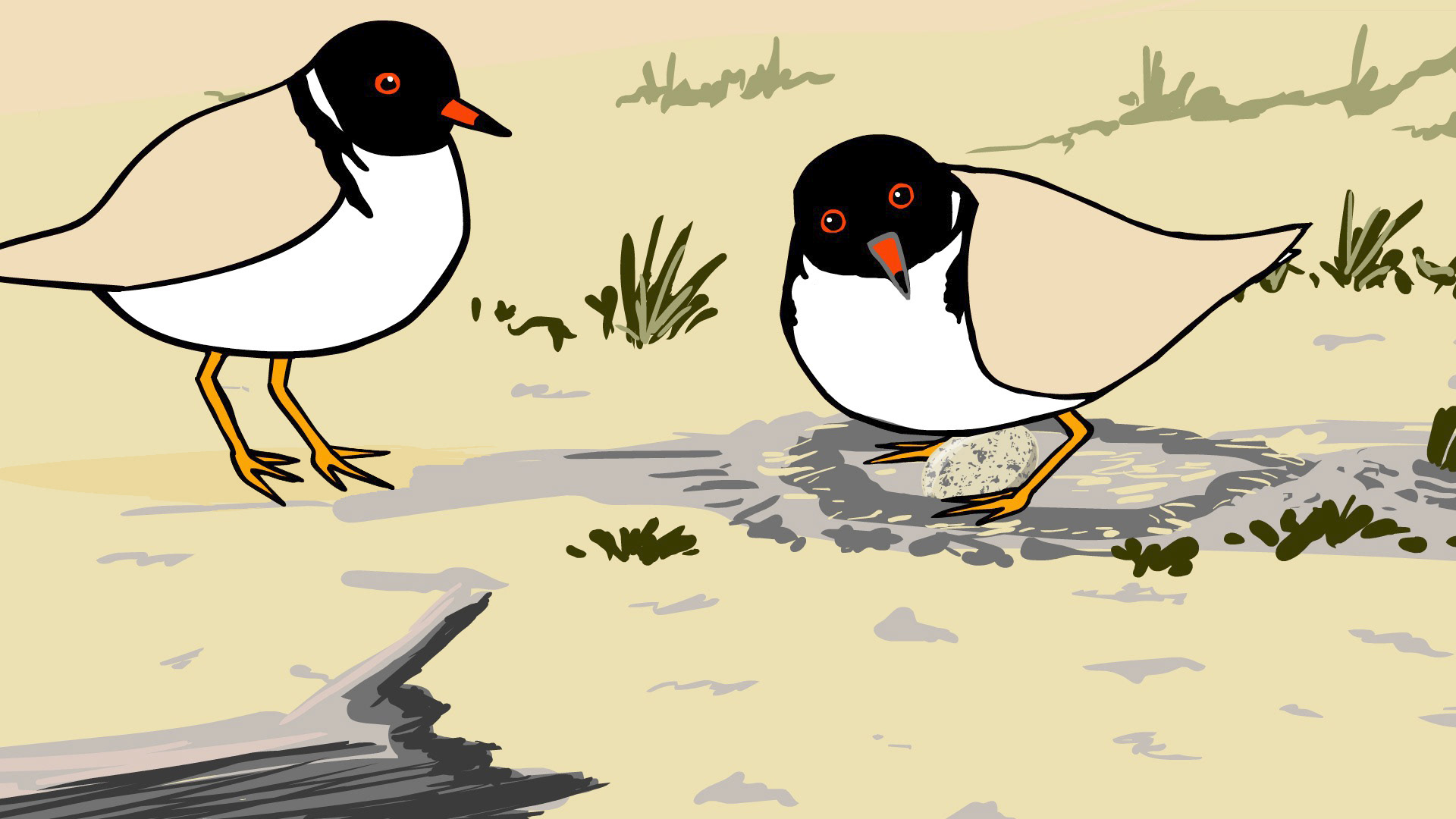 Animation still: Hooded Plover with nest