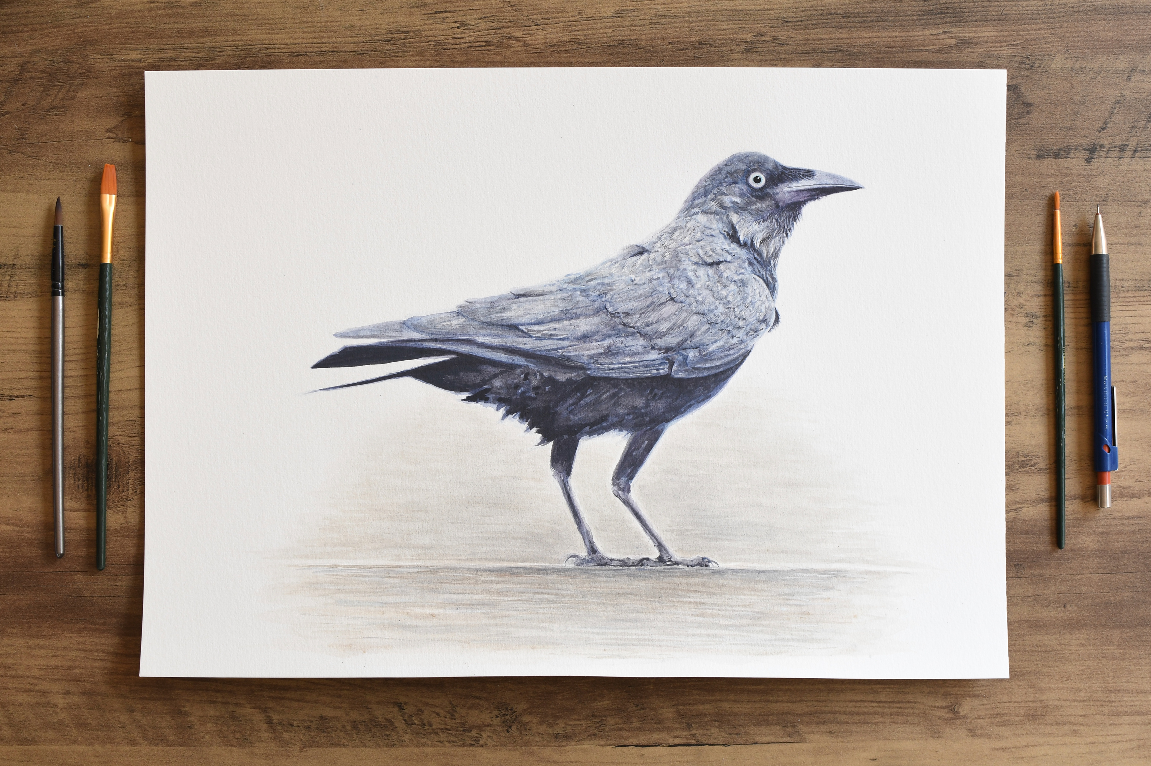 Little Raven - watercolour on A3