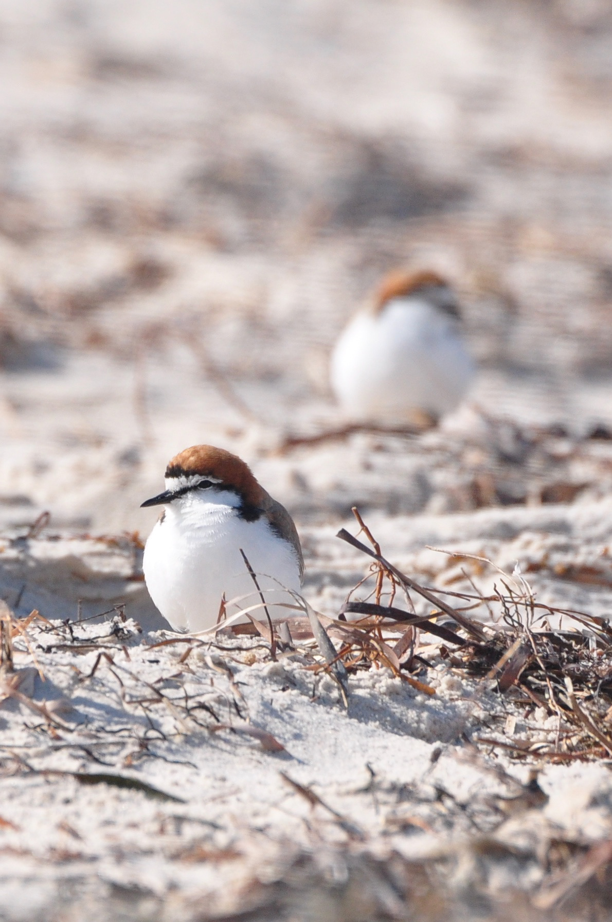 Red-capped Plovers, SA