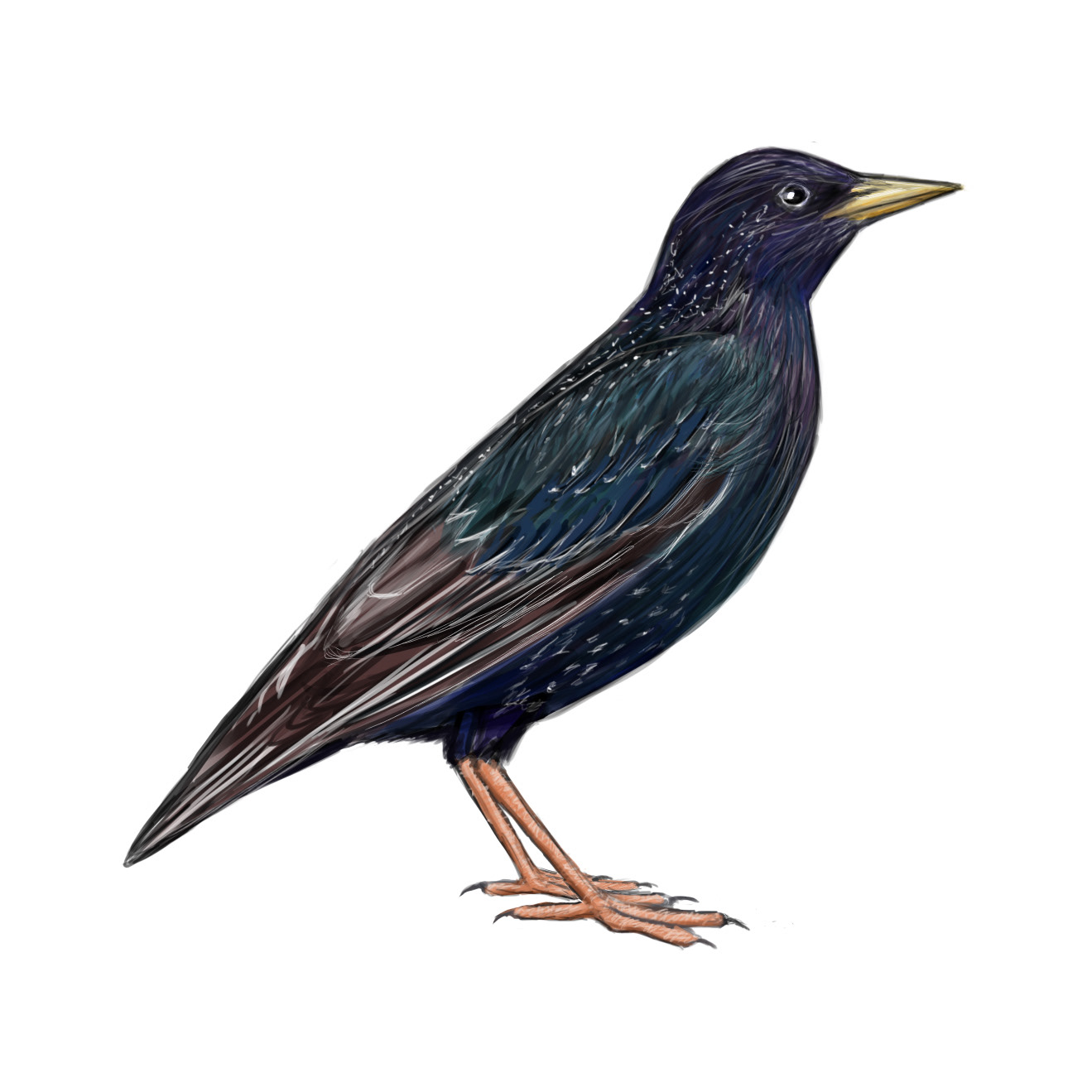 Commission: European starling. See https://doi.org/10.3390/ clockssleep3010008