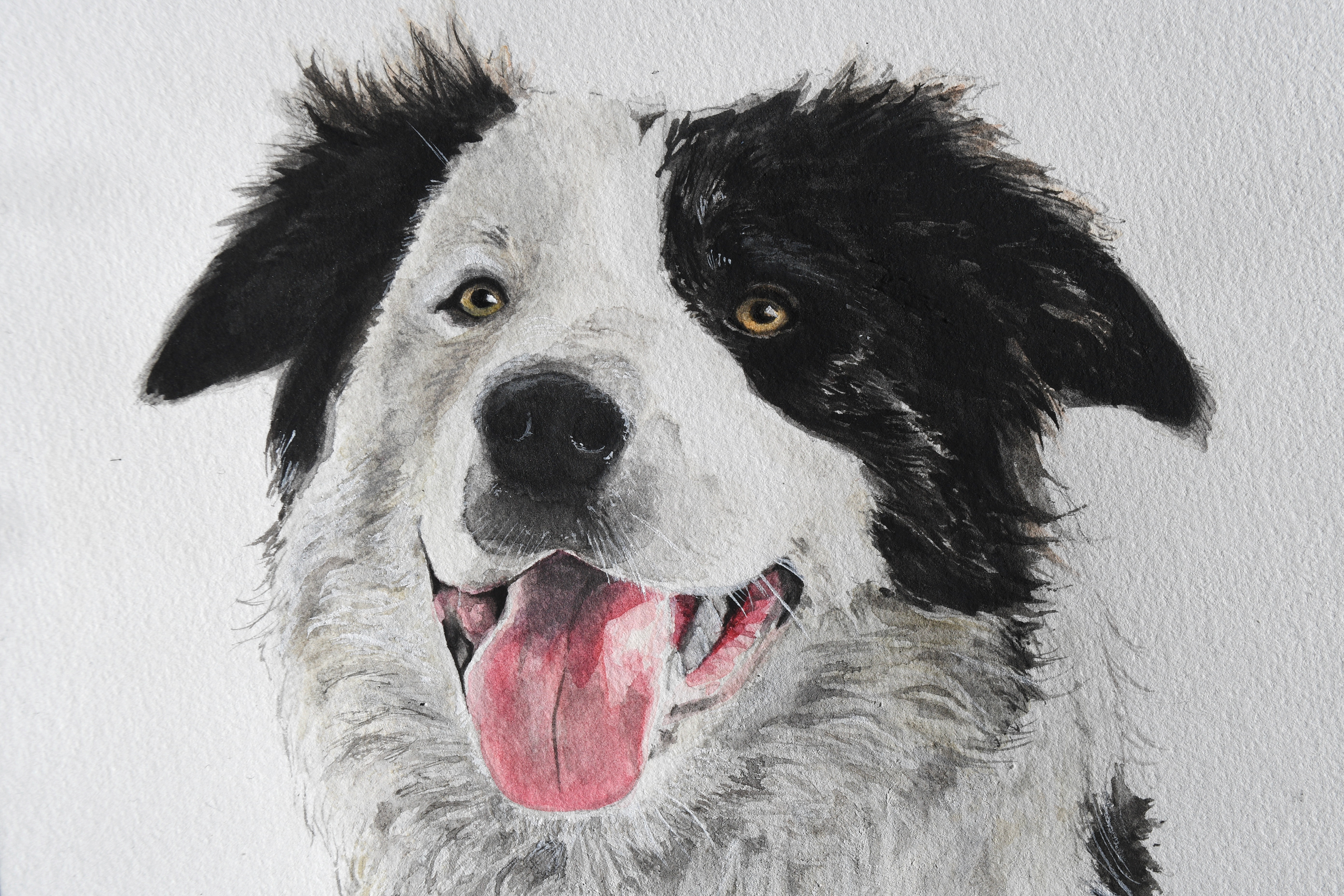 Pet Portrait commission - "Podrick", detail