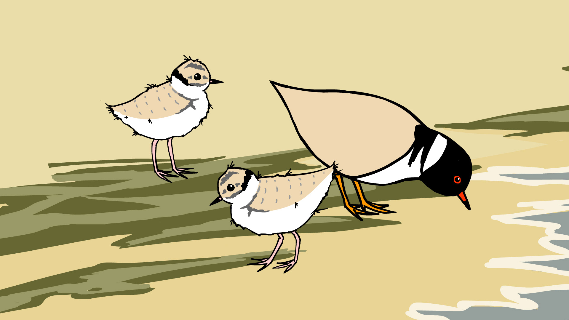 Animation still: Hooded Plover feeding with older chicks