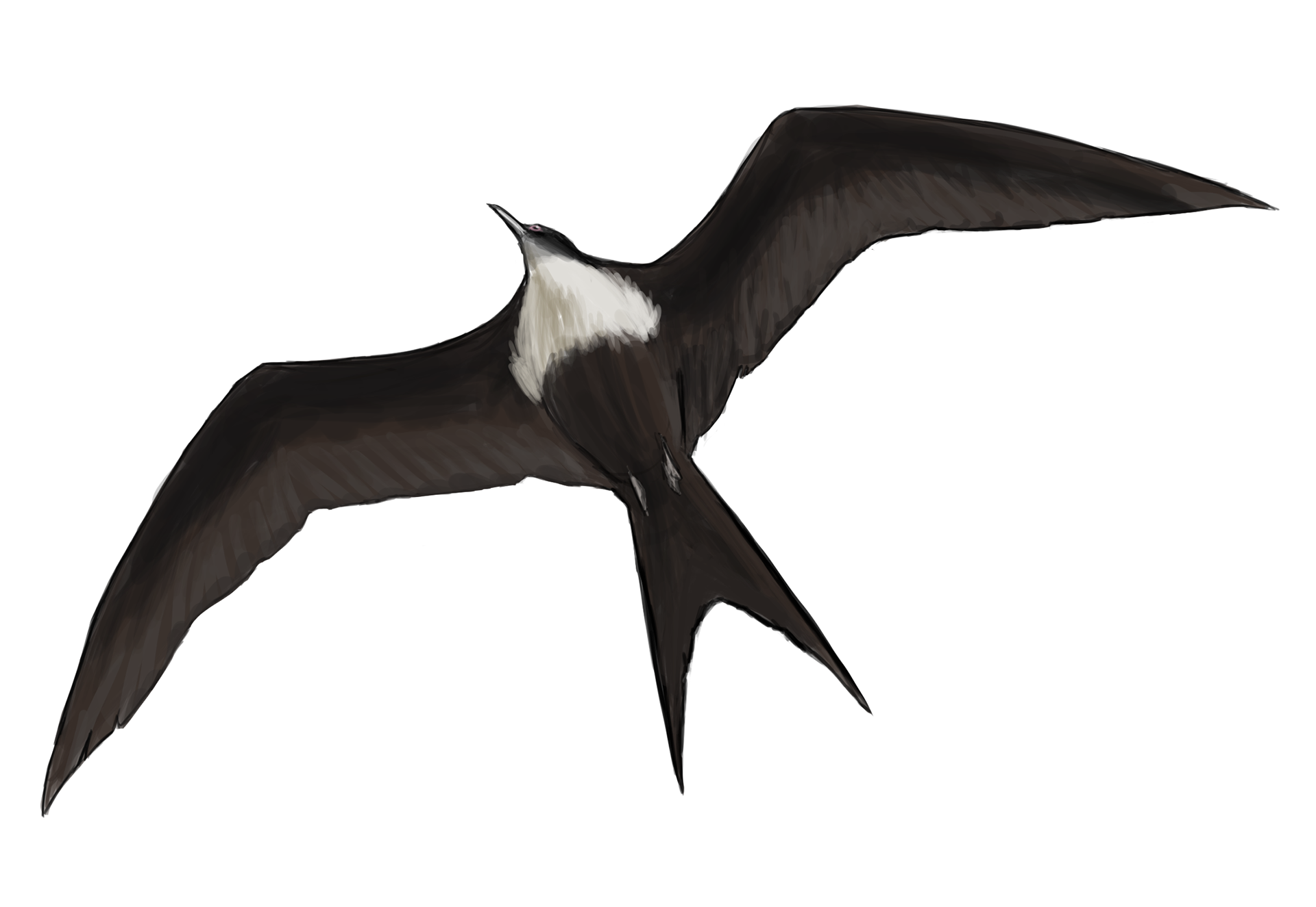 Commission: Great Frigatebird in flight. See https://leskulabdotorg.files.wordpress.com/2022/07/lesku-and-schmidt-2022.pdf