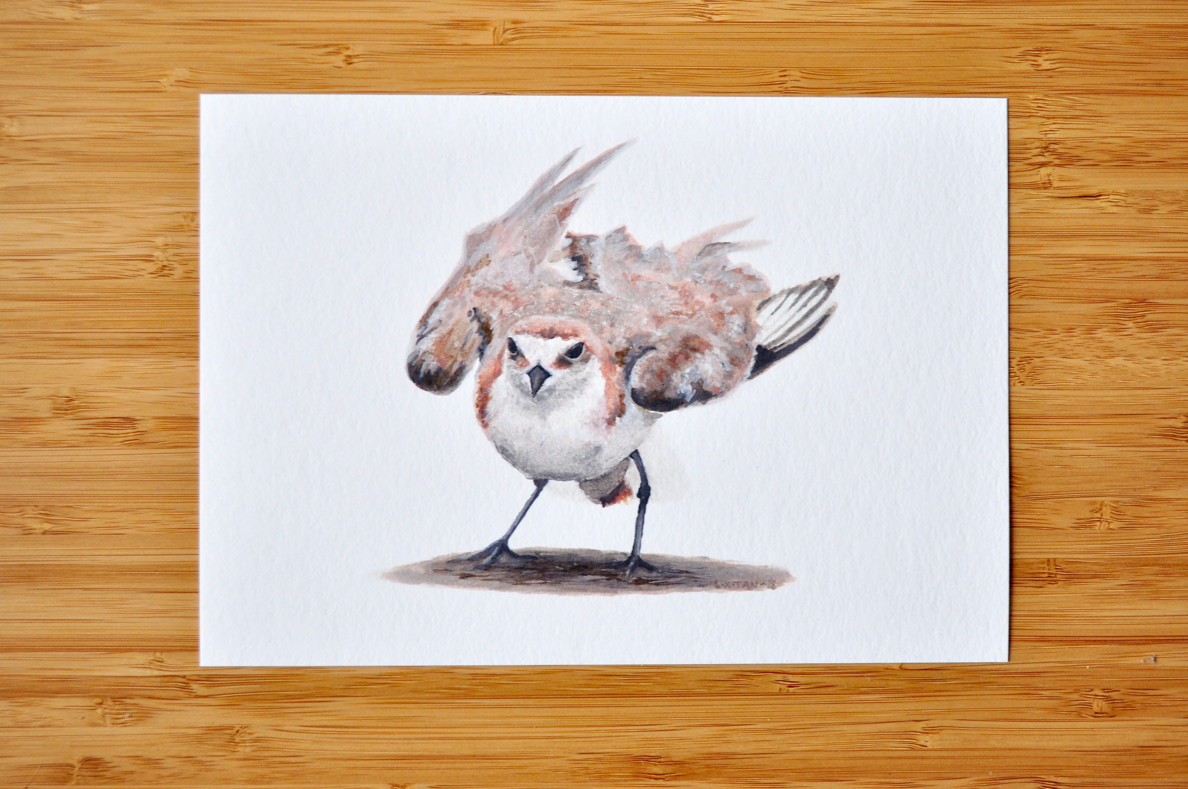 Red-capped Plover defending nest - watercolour on A5