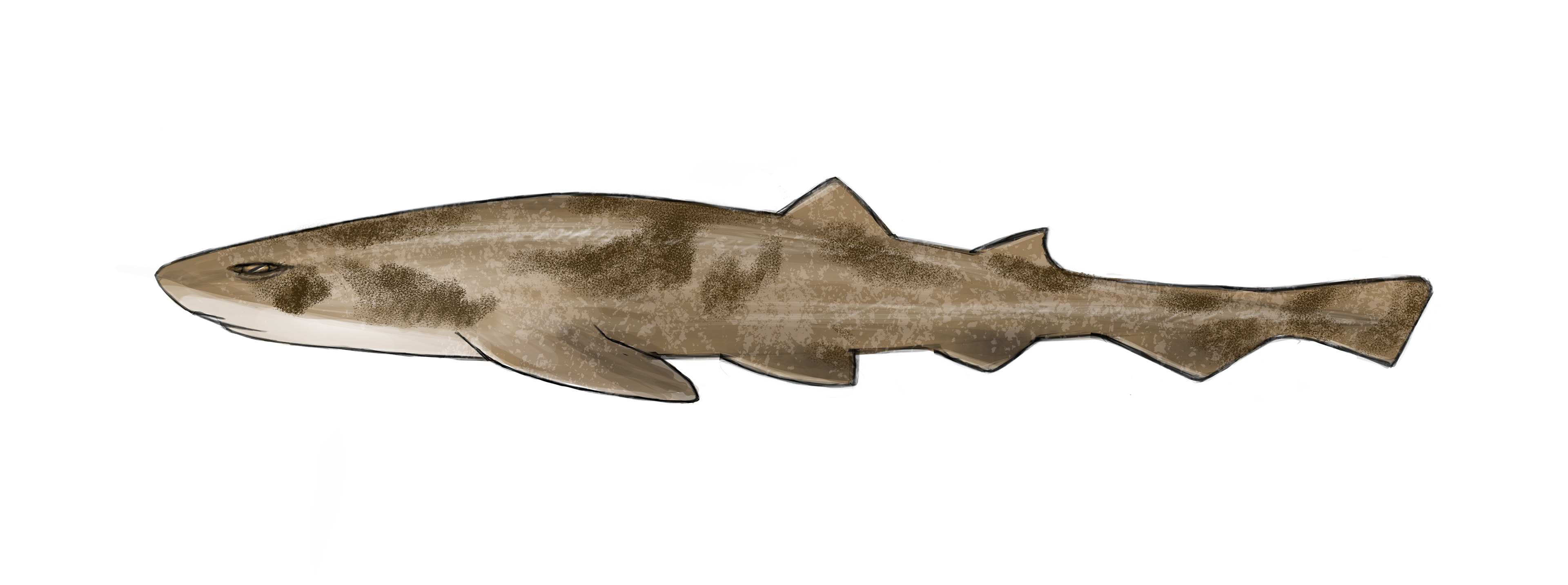 Commission: Draughtsboard Shark. See https://doi.org/10.1098/rsbl.2021.0259