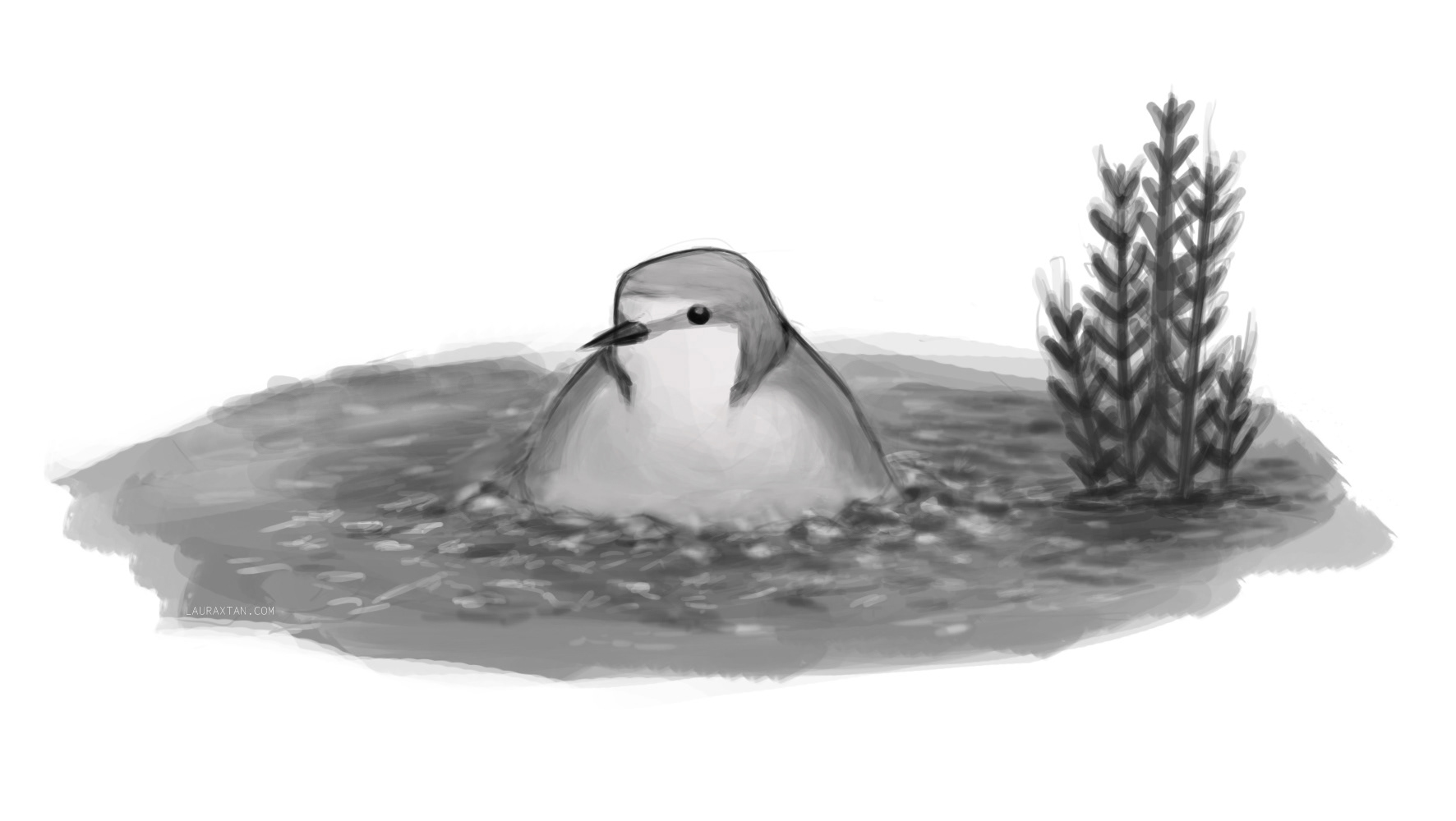 Commission: Red-capped Plover incubating