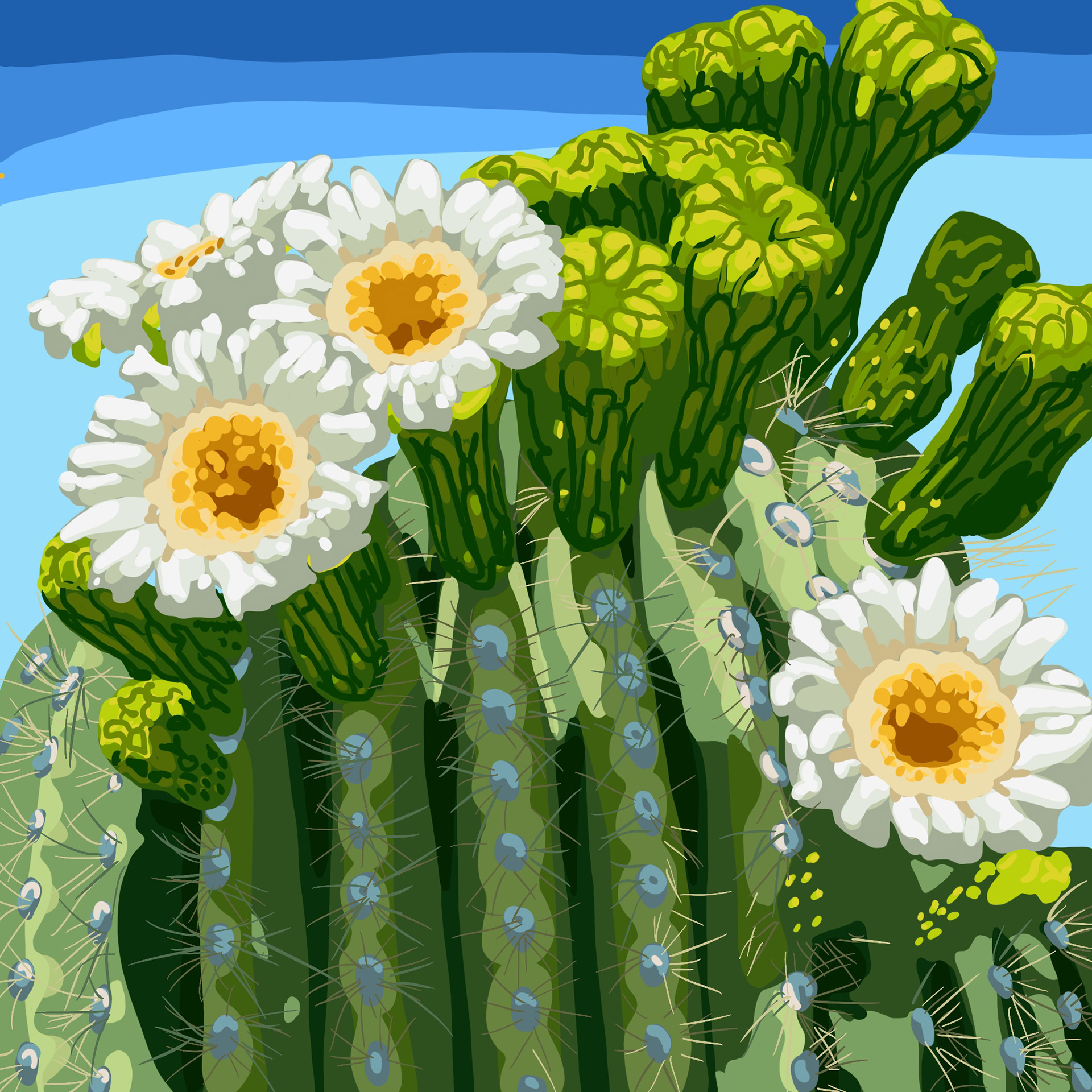 Saguaro Cactus Bloom | Made with Procreate
