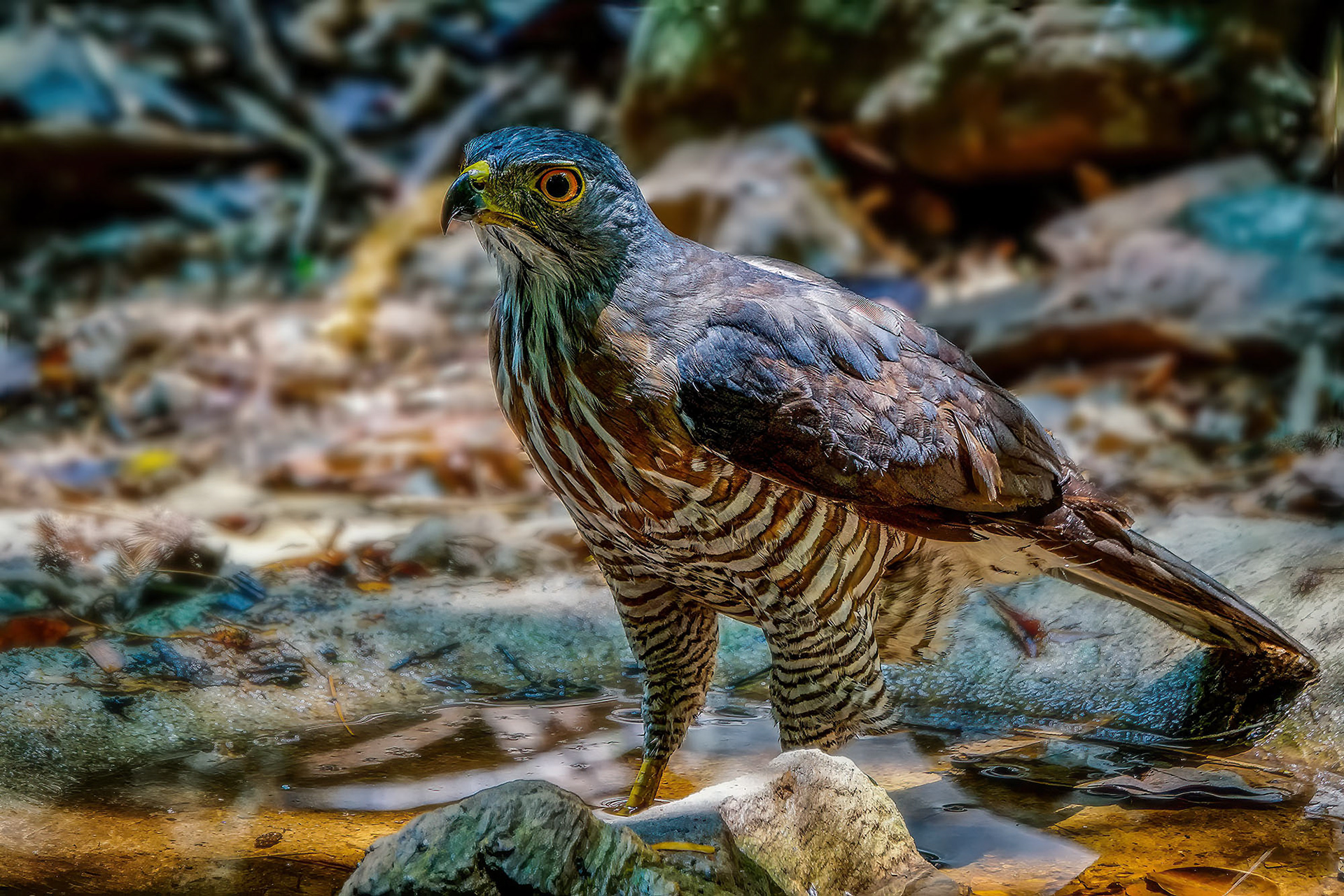 Schopfhabicht / Crested Goshawk