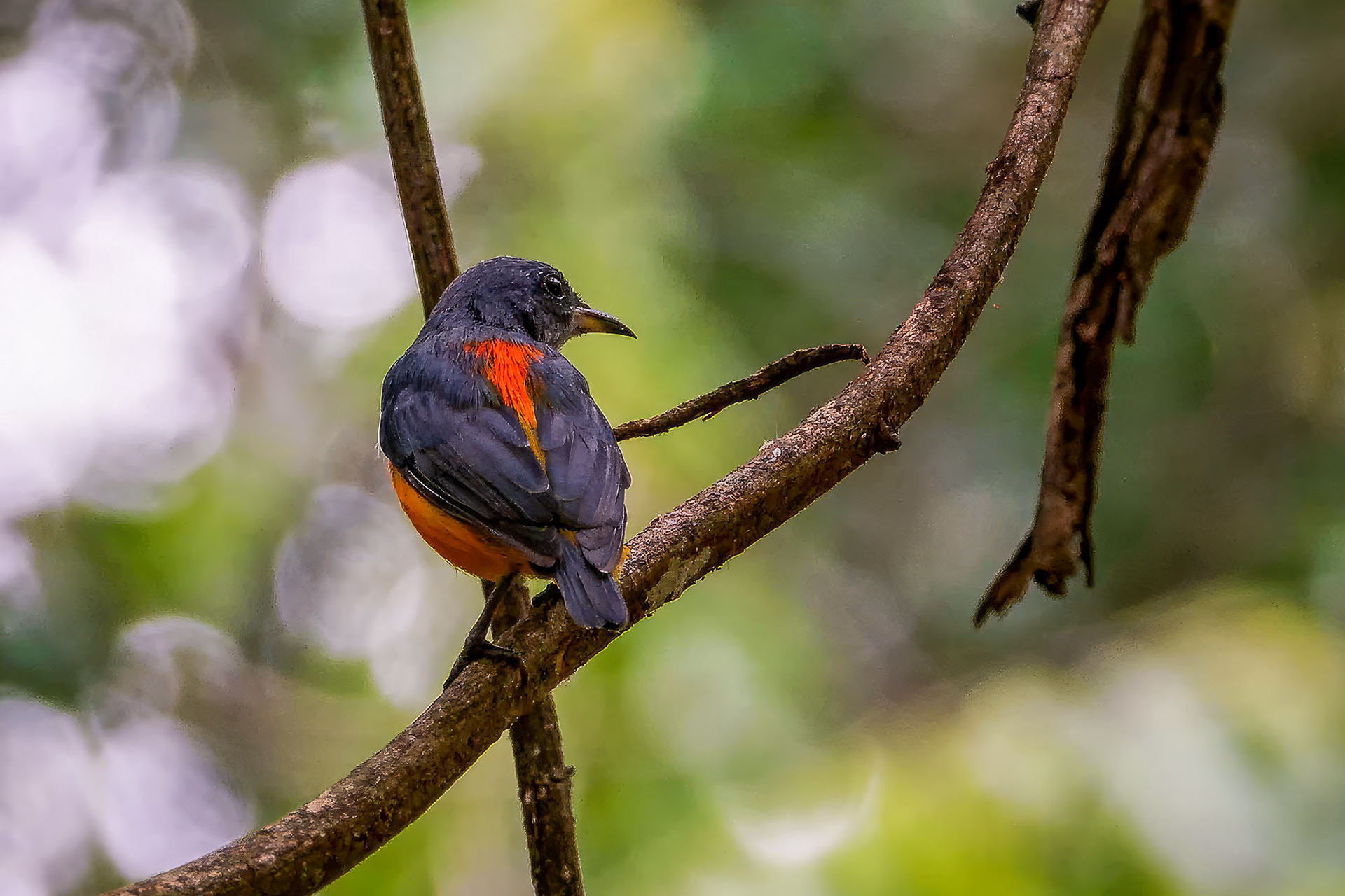 Orangenbauch-Mistelfresser / orange-bellied flowerpecker