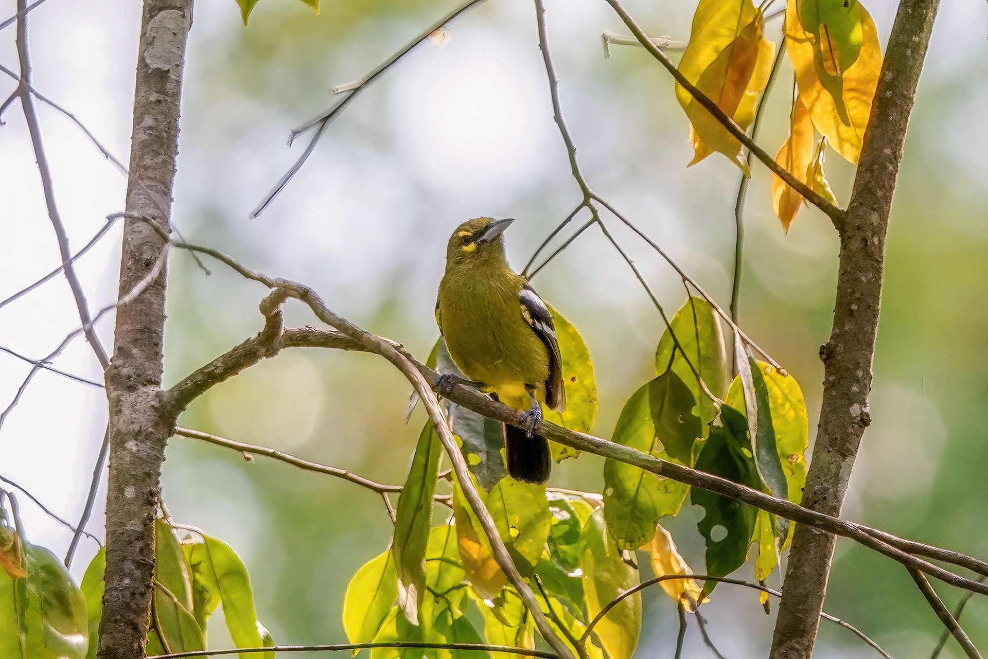 Smaragdiora (Conservation status (IUCN): NEAR THREATENED)