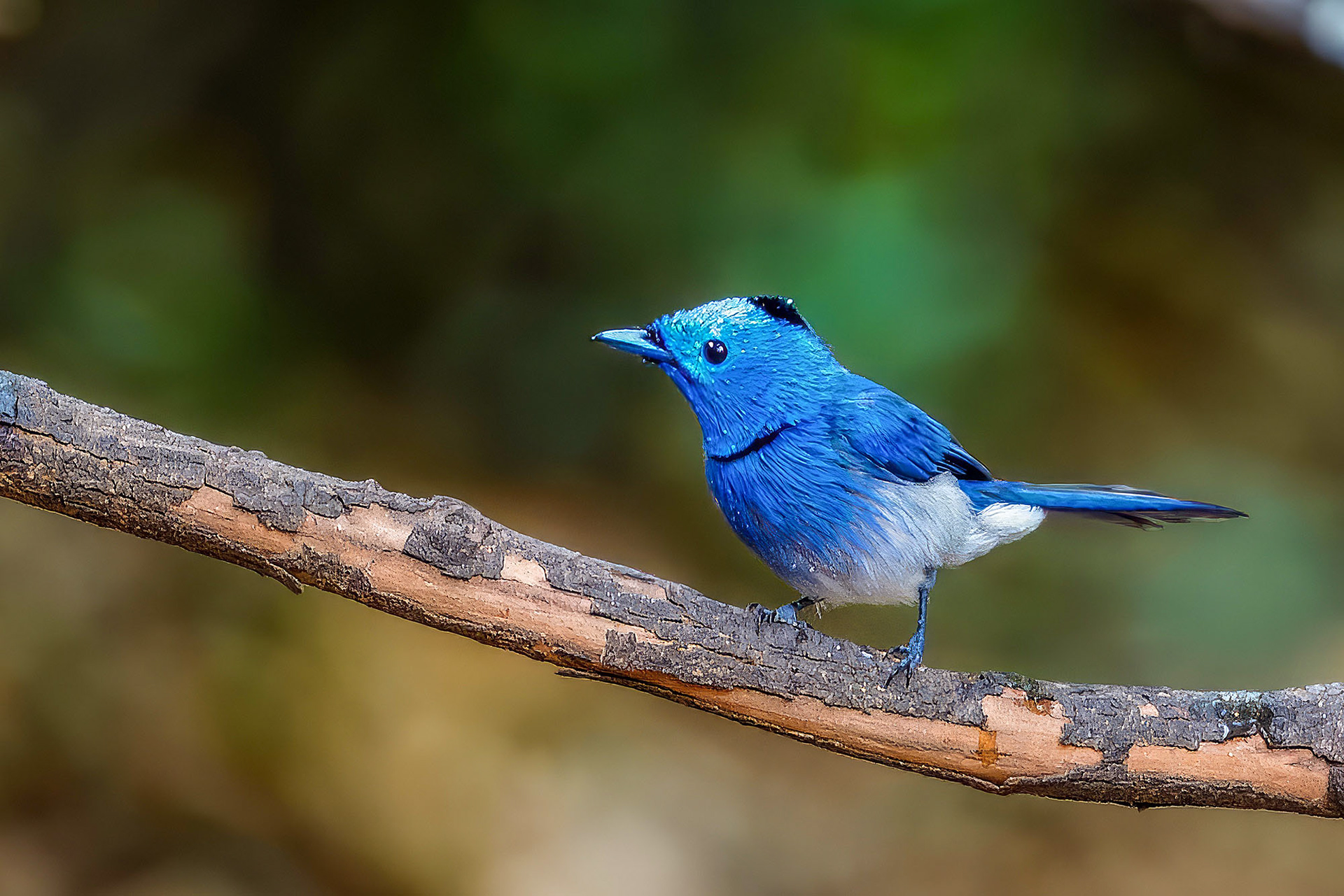 Schwarzgenickschnäpper (M) / Black-naped Monarch