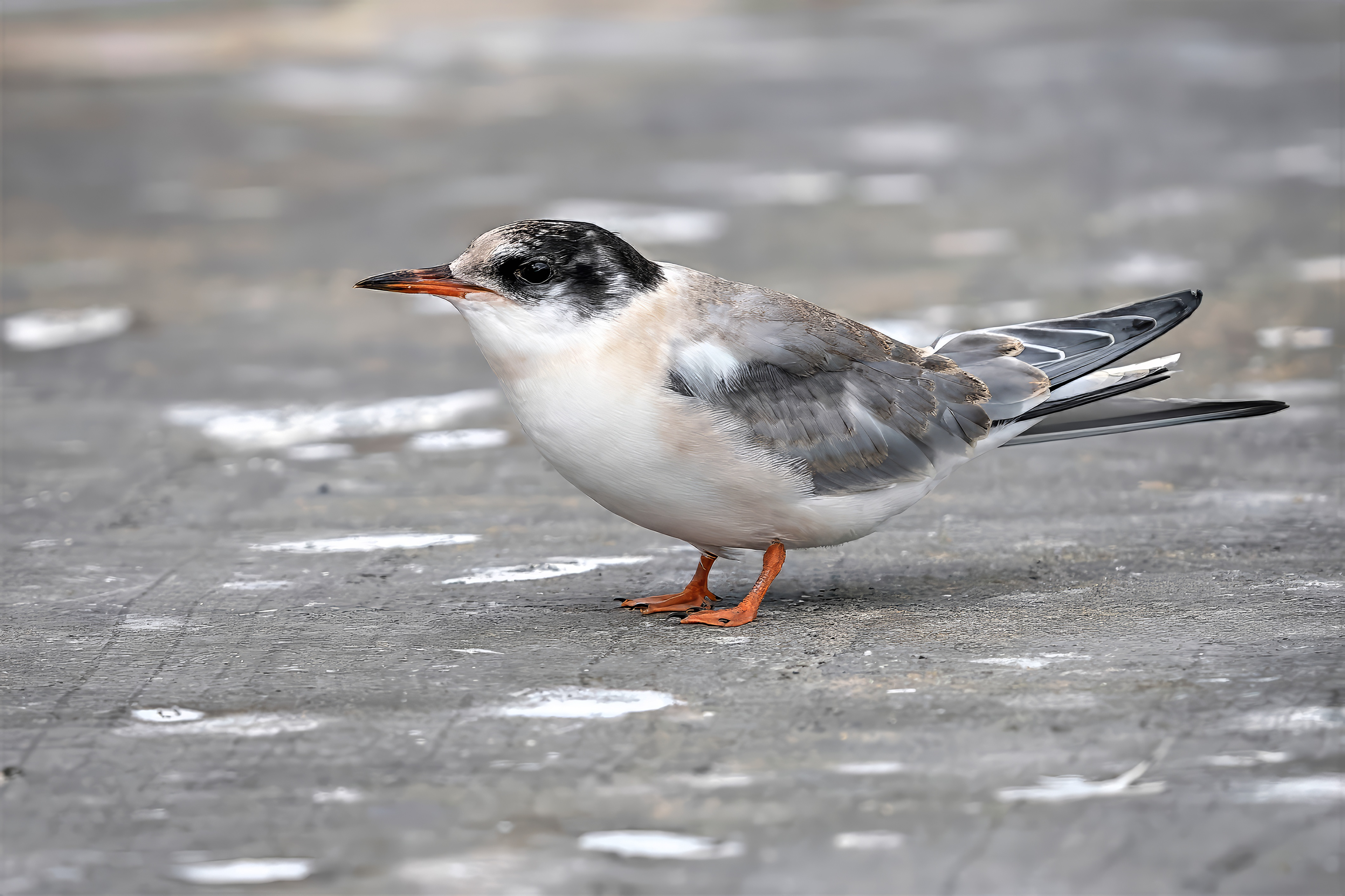 Flussseeschwalbe, juvenile