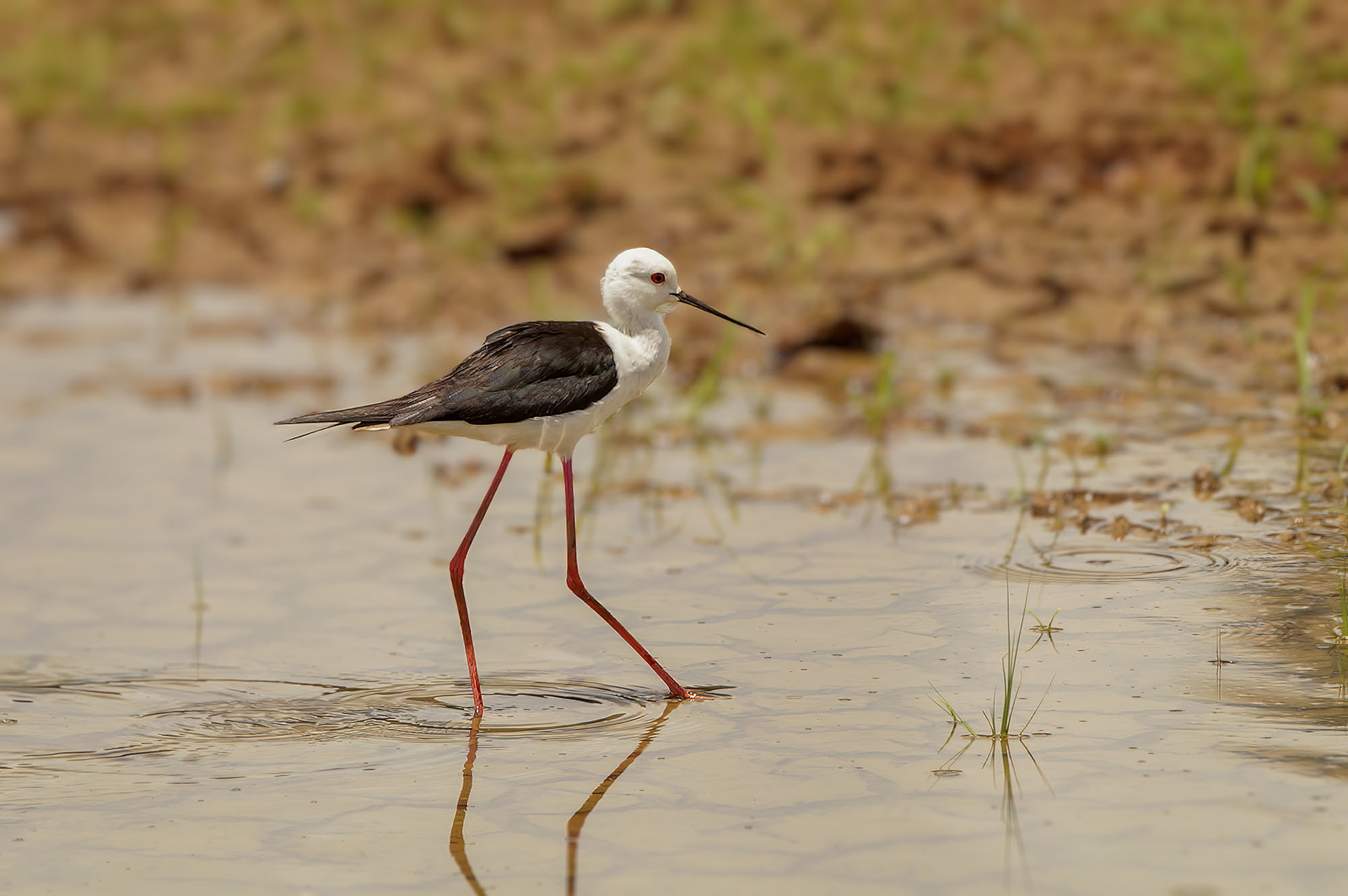 Stelzenläufer / black-winged stilt