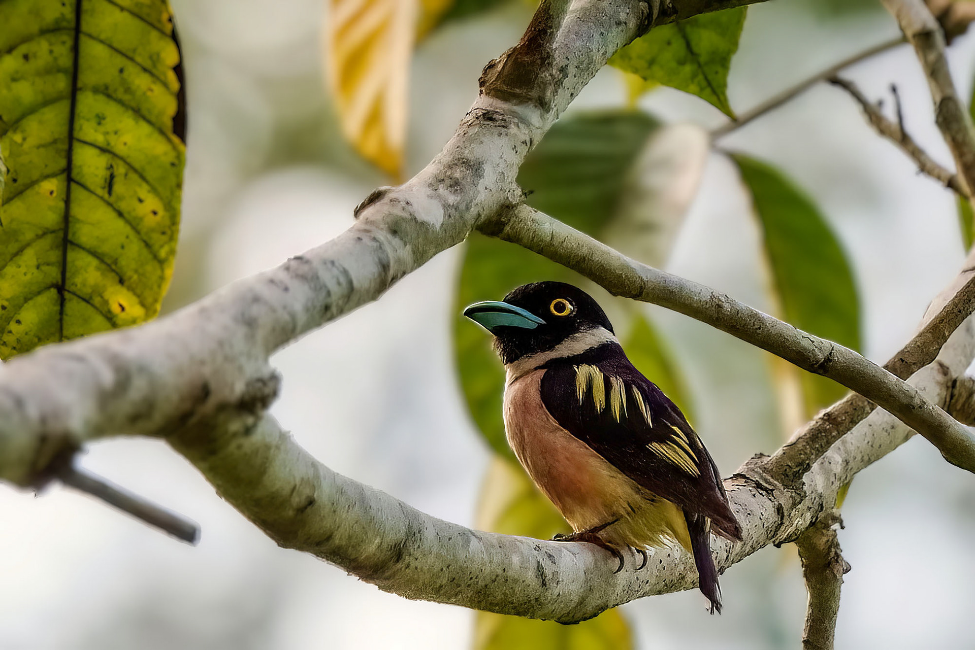 male