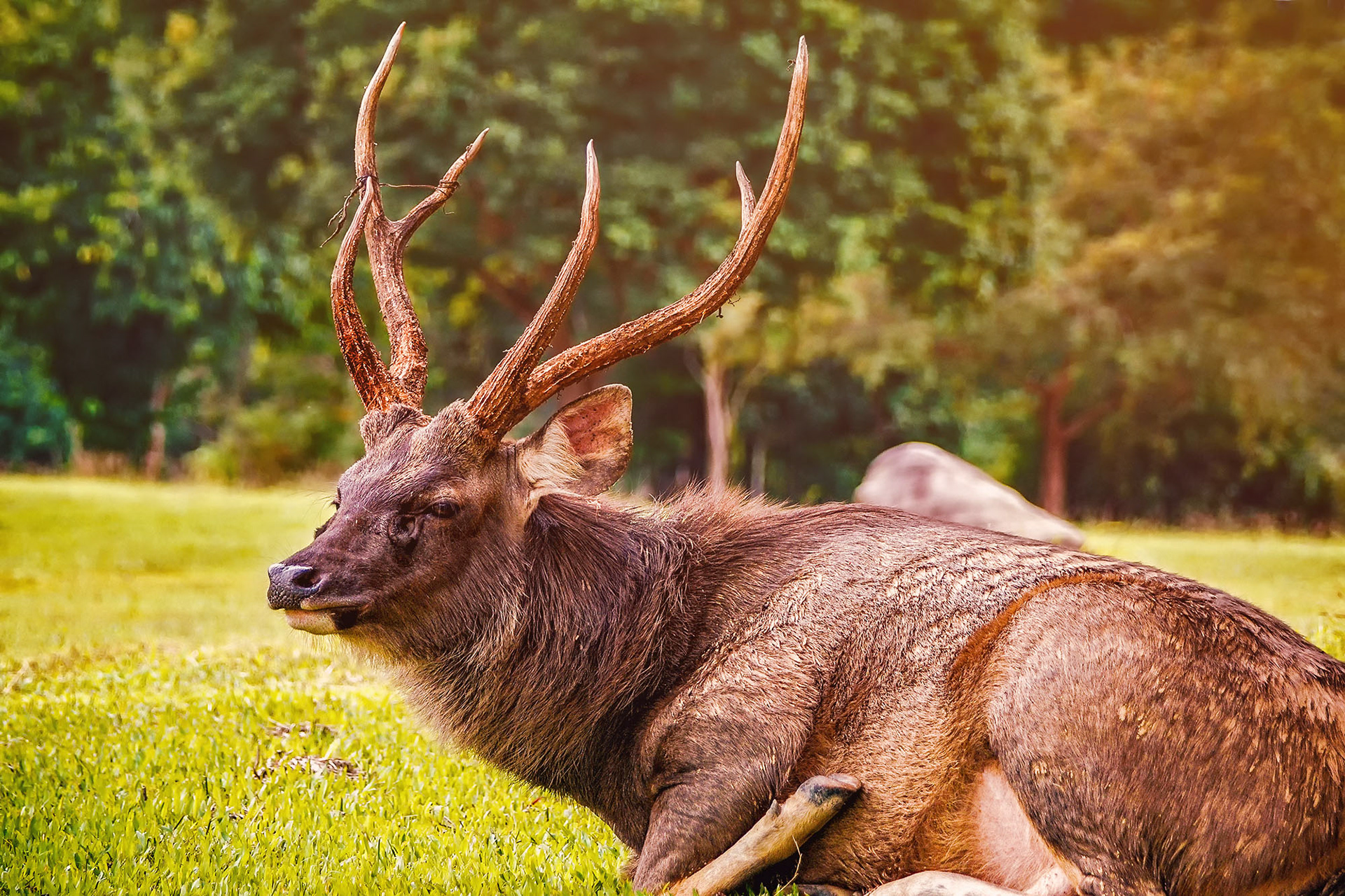 Der mächtige Sambar Hirsch