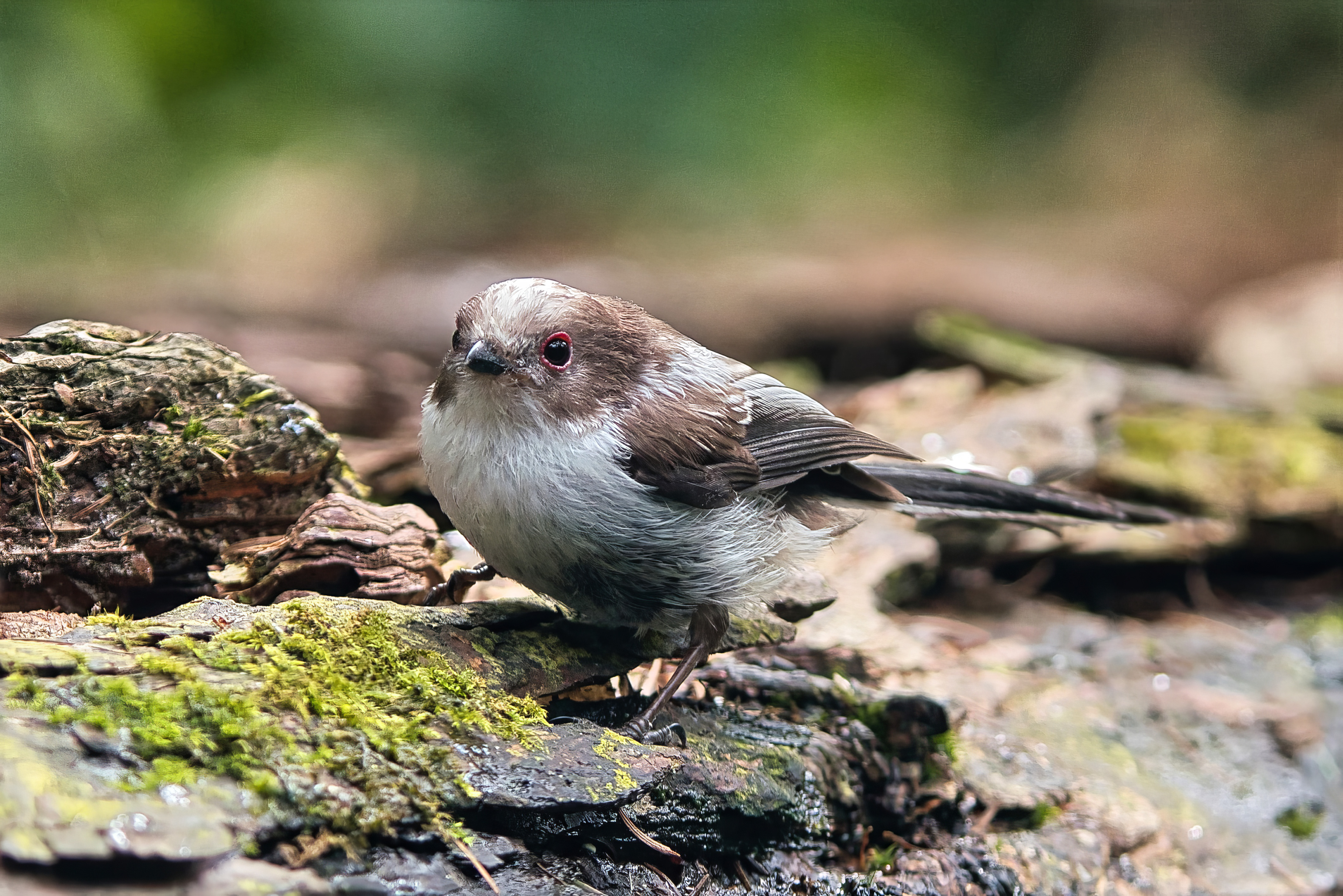 Schwanzmeise (Juv)