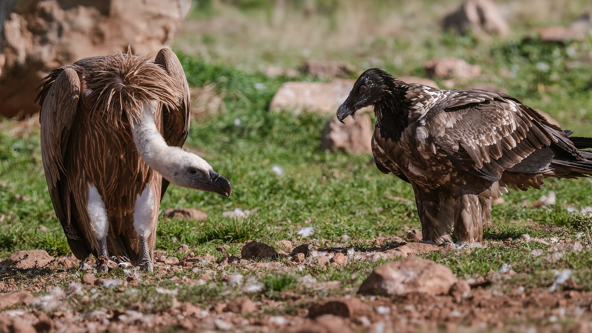 Bartgeier, juvenile & Gänsegeier