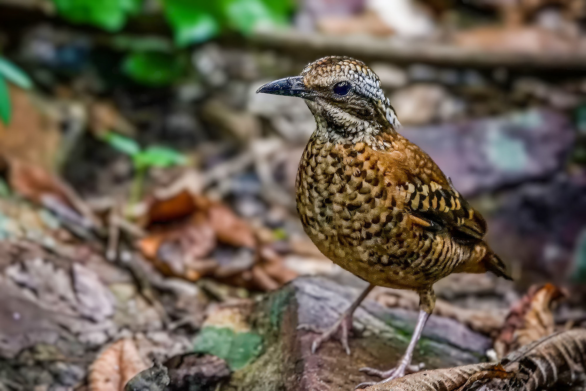 female