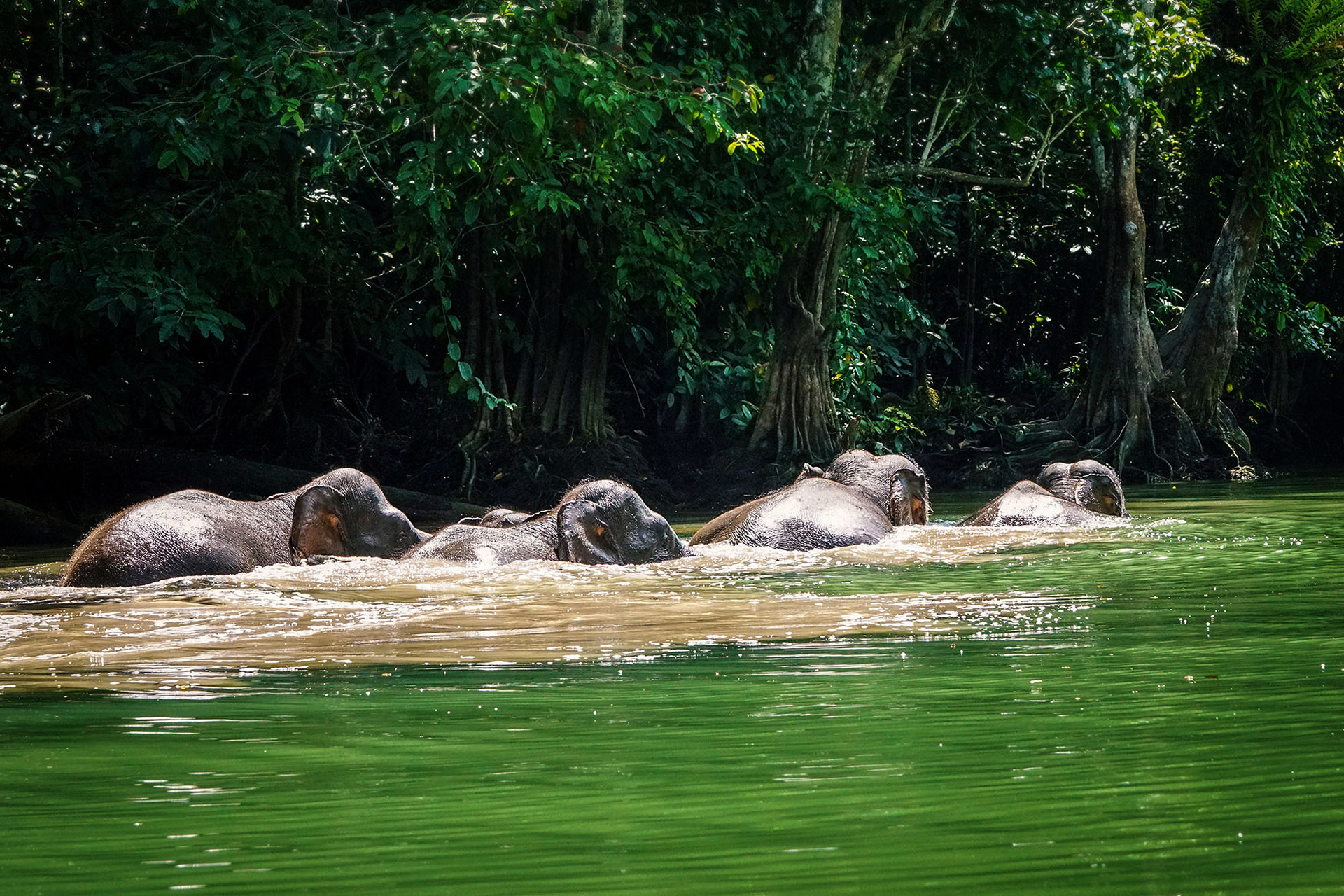 Flussüberquerung am Kinabatangan