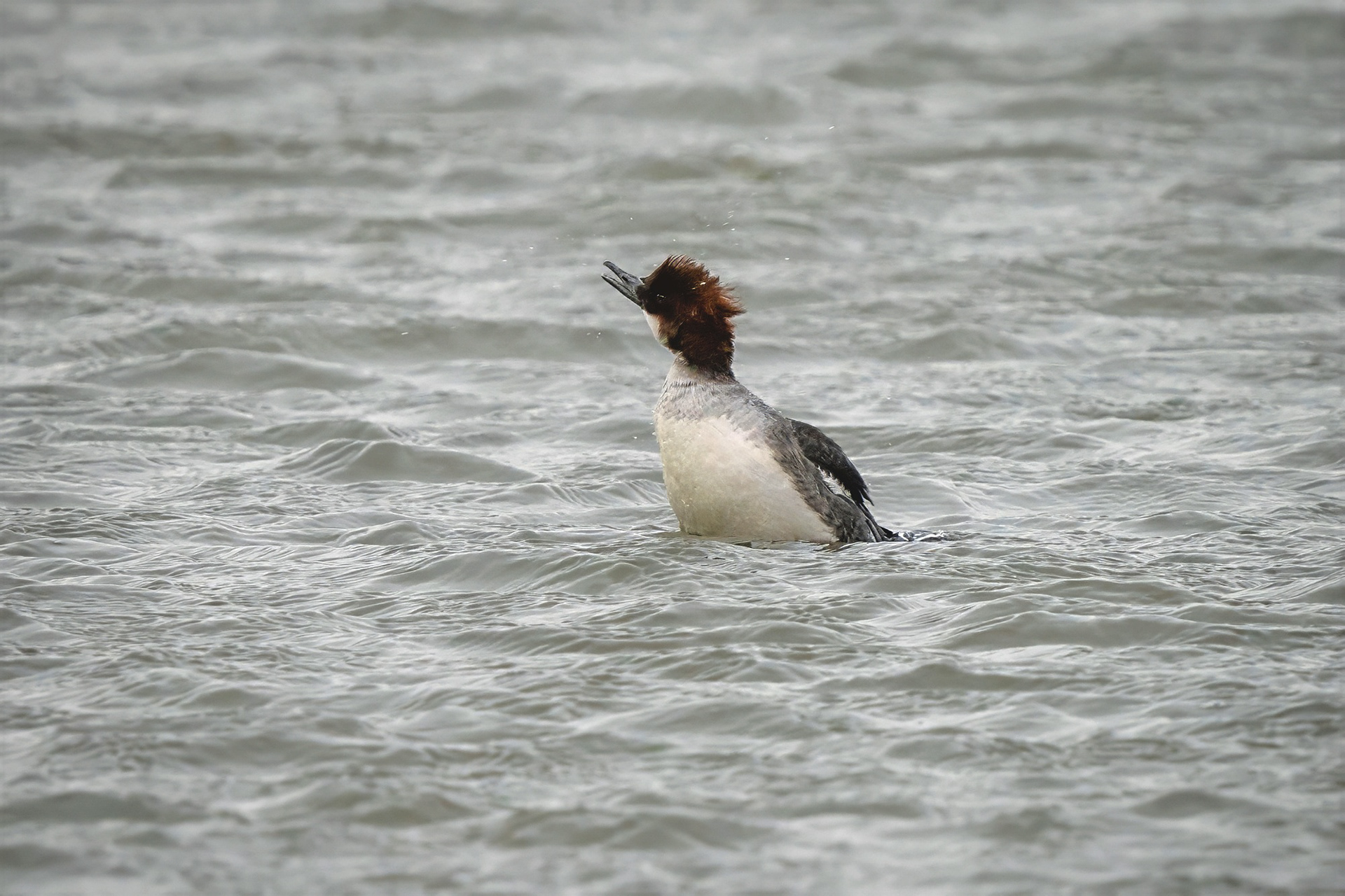 Zwergsäger, female