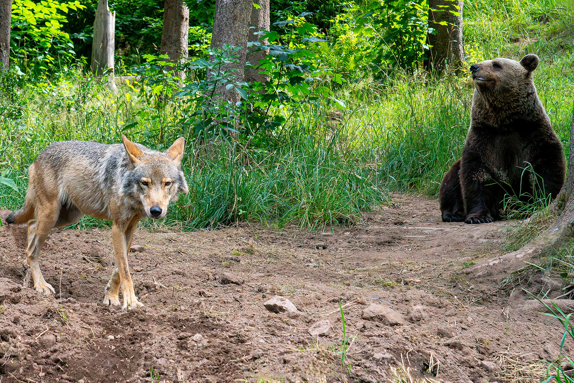 Gaia, die Wölfin und Jurka, die Bärin