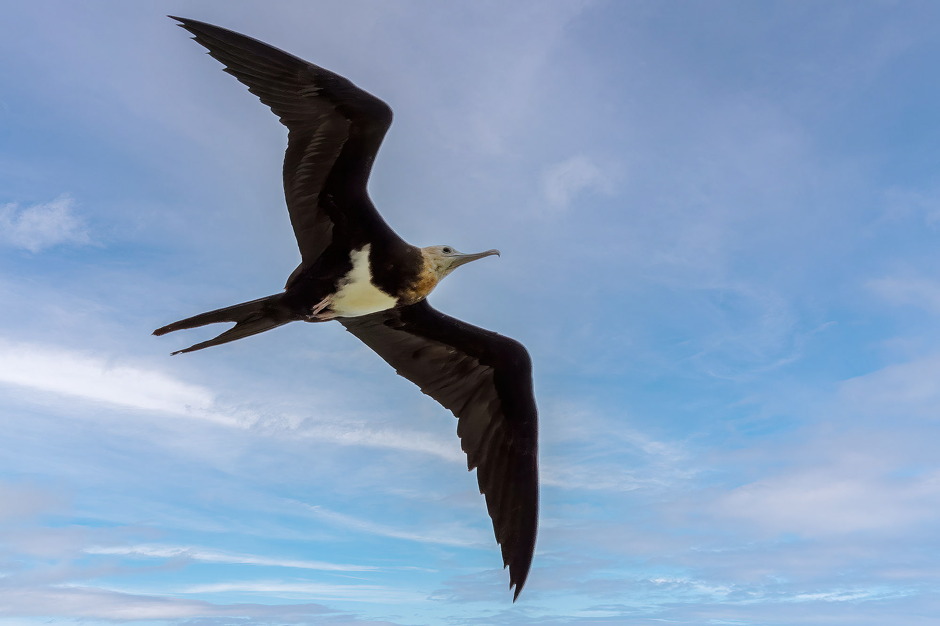 juvenile