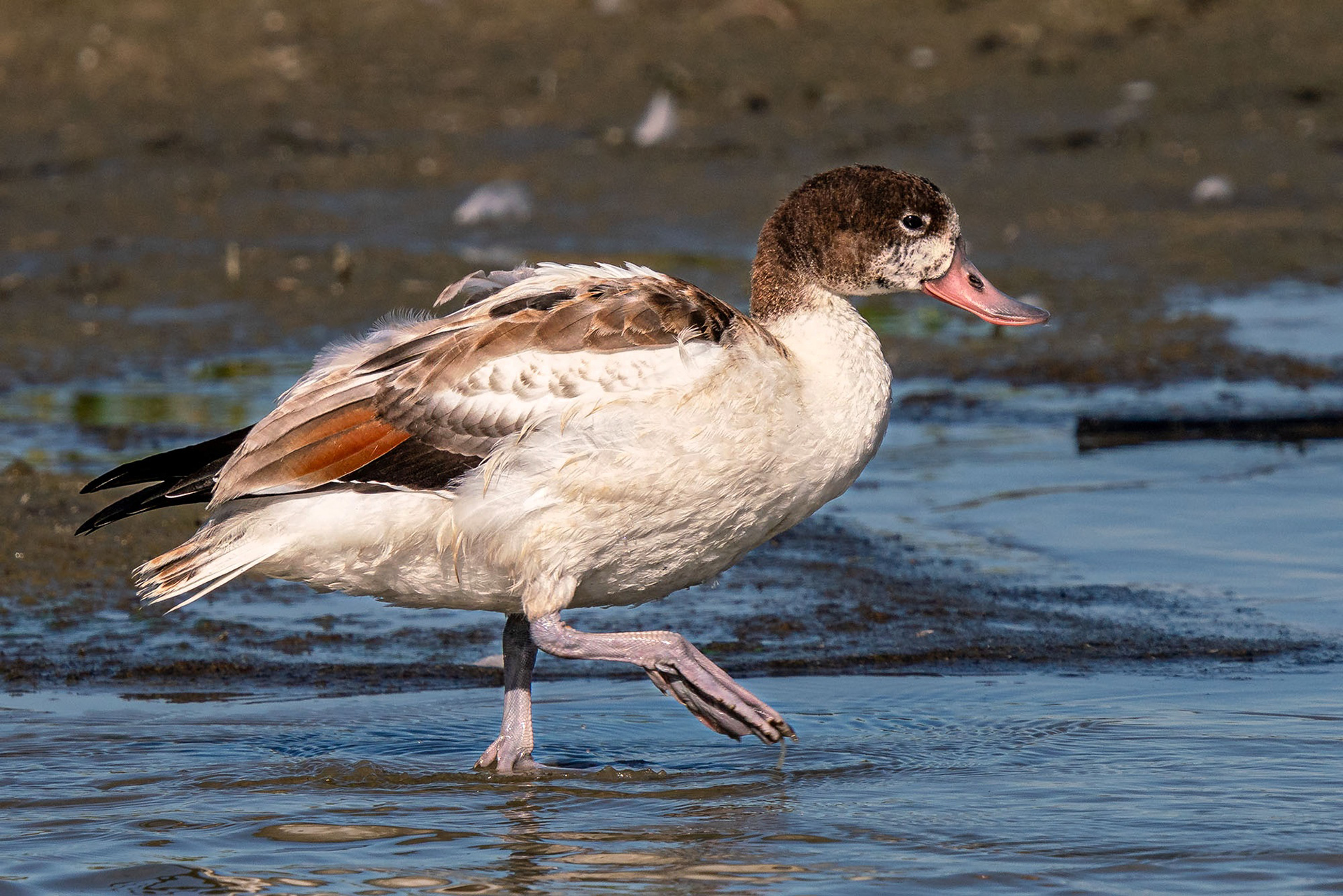 Brandgans, subadult