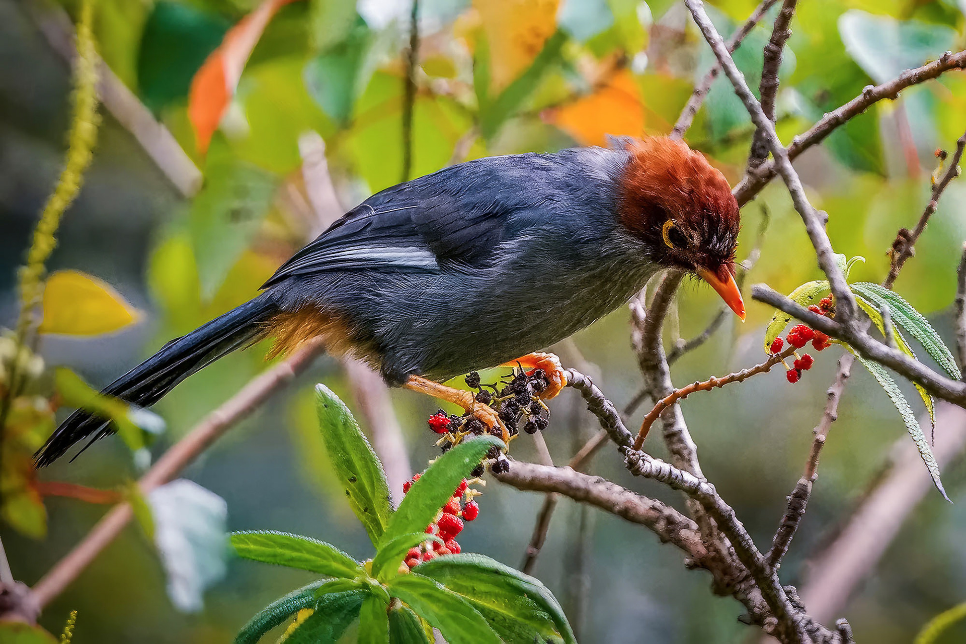 Spiegelhäherling / Chestnut-capped Laughingthrush - Spectacled Laughingthrush