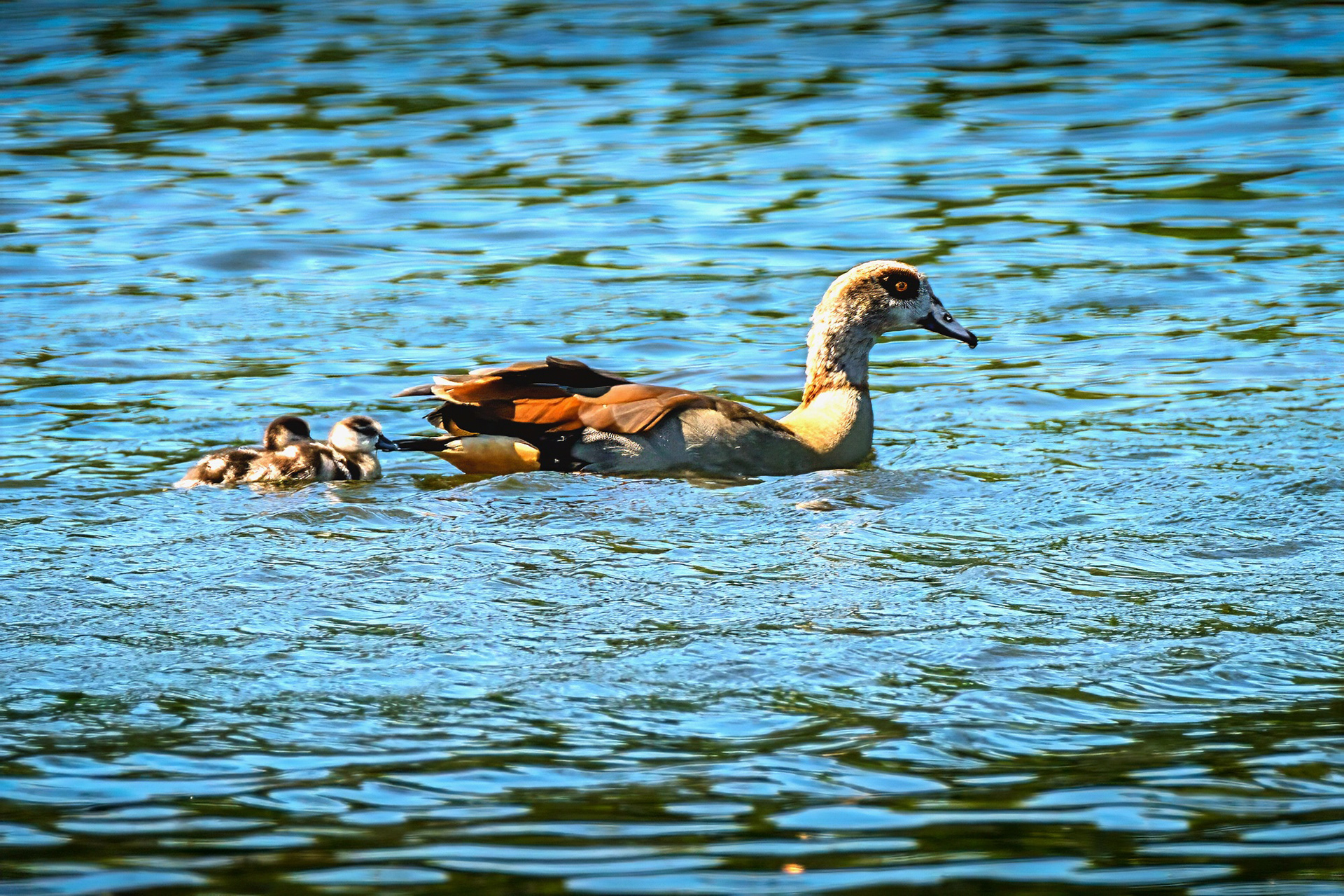 Nilgans mit Jungen