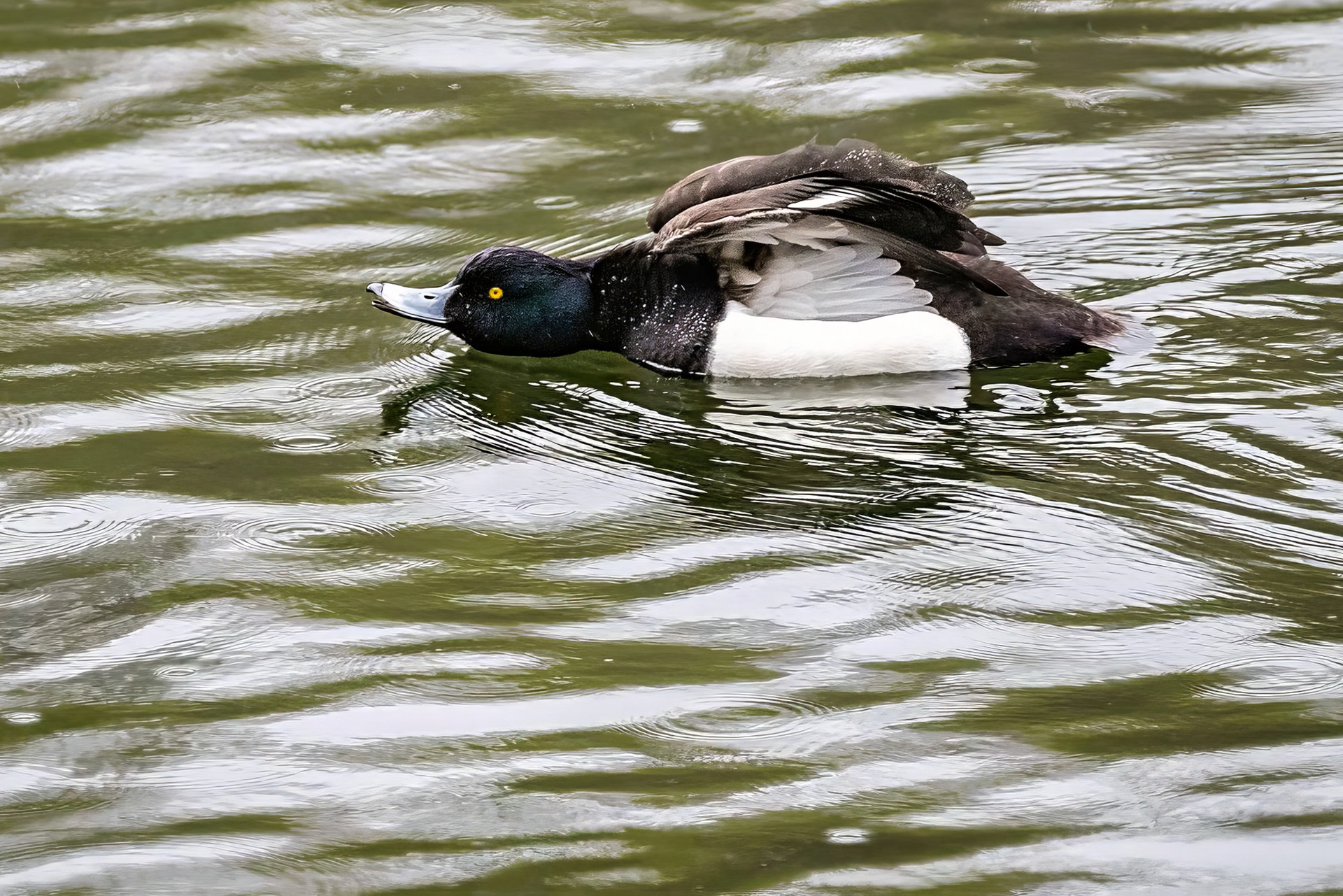 Reiherente, male