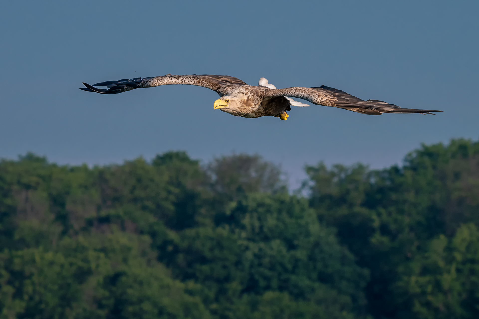 Seeadler