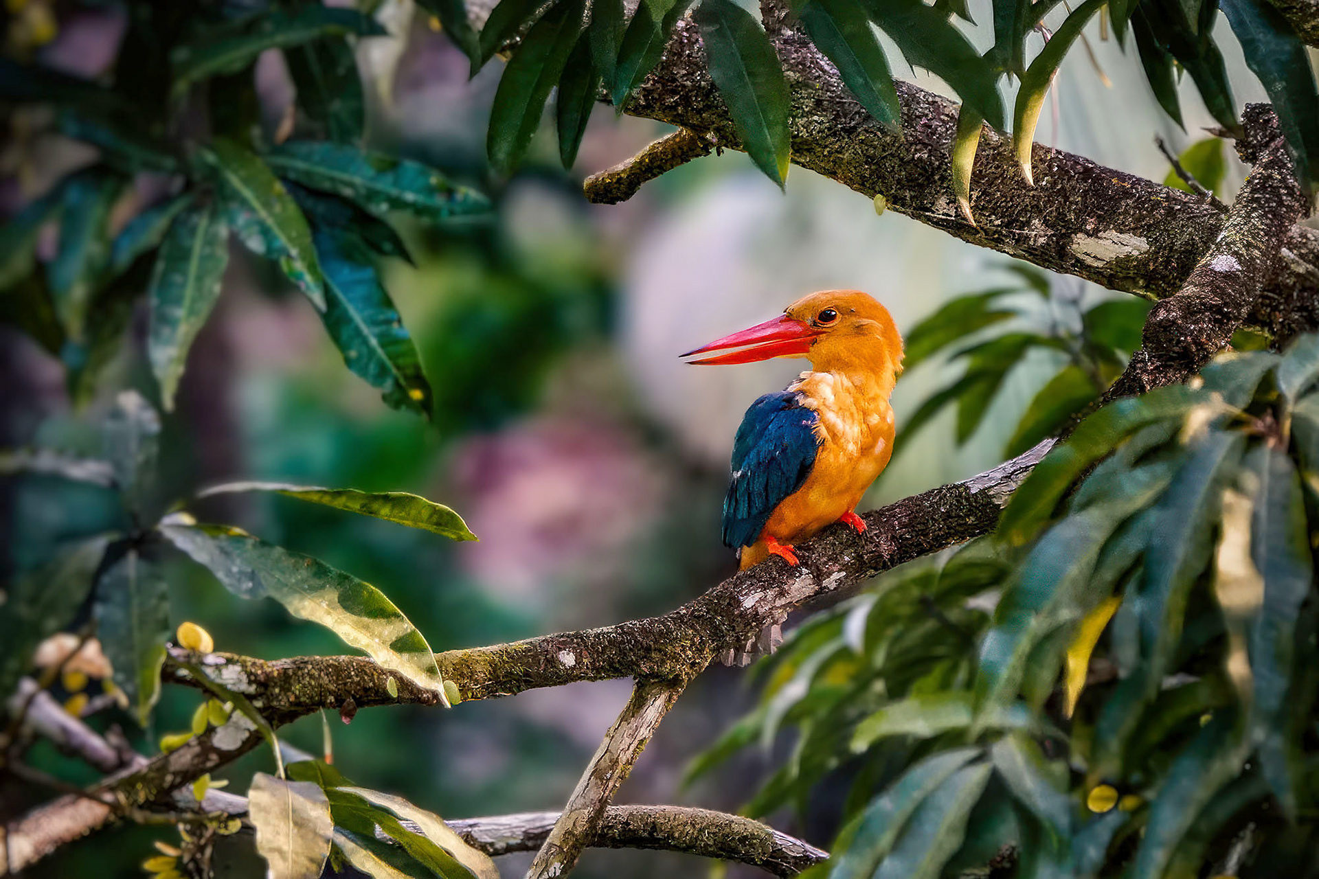 Storchschnabelliest, Borneo