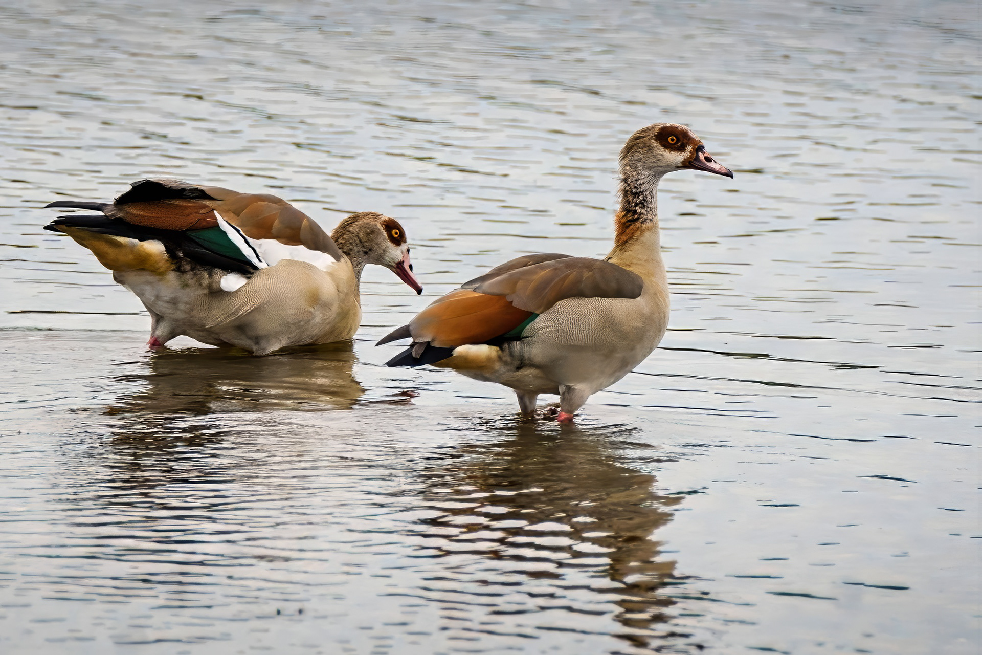 Nilgans