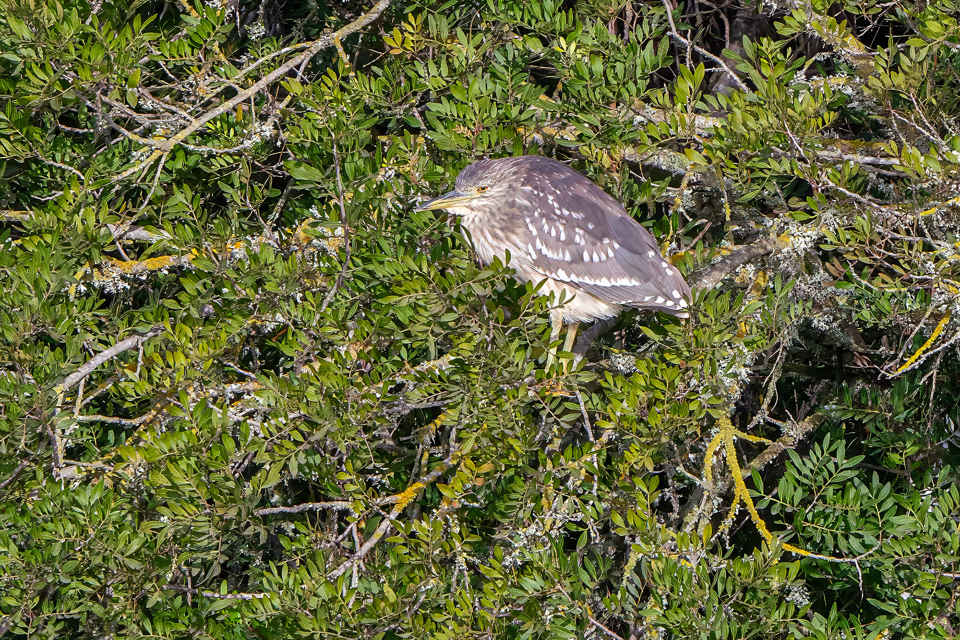 Nachtreiher, juvenile