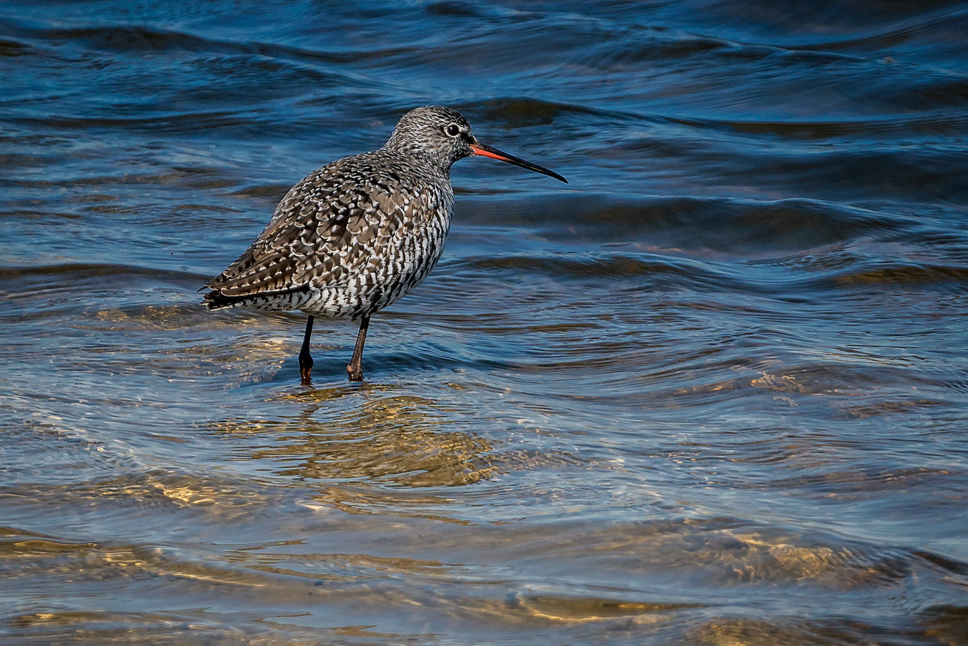 Dunkler Wasserläufer, Brutkleid