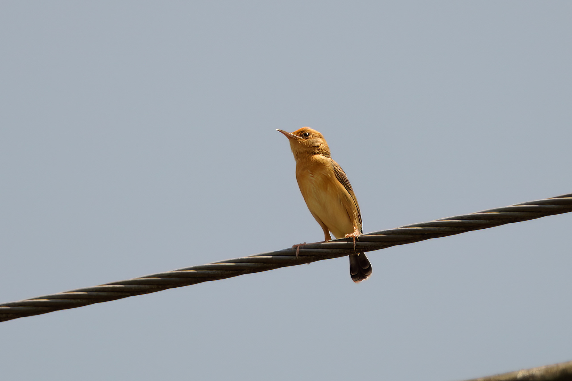 Goldkopf-Zistensänger